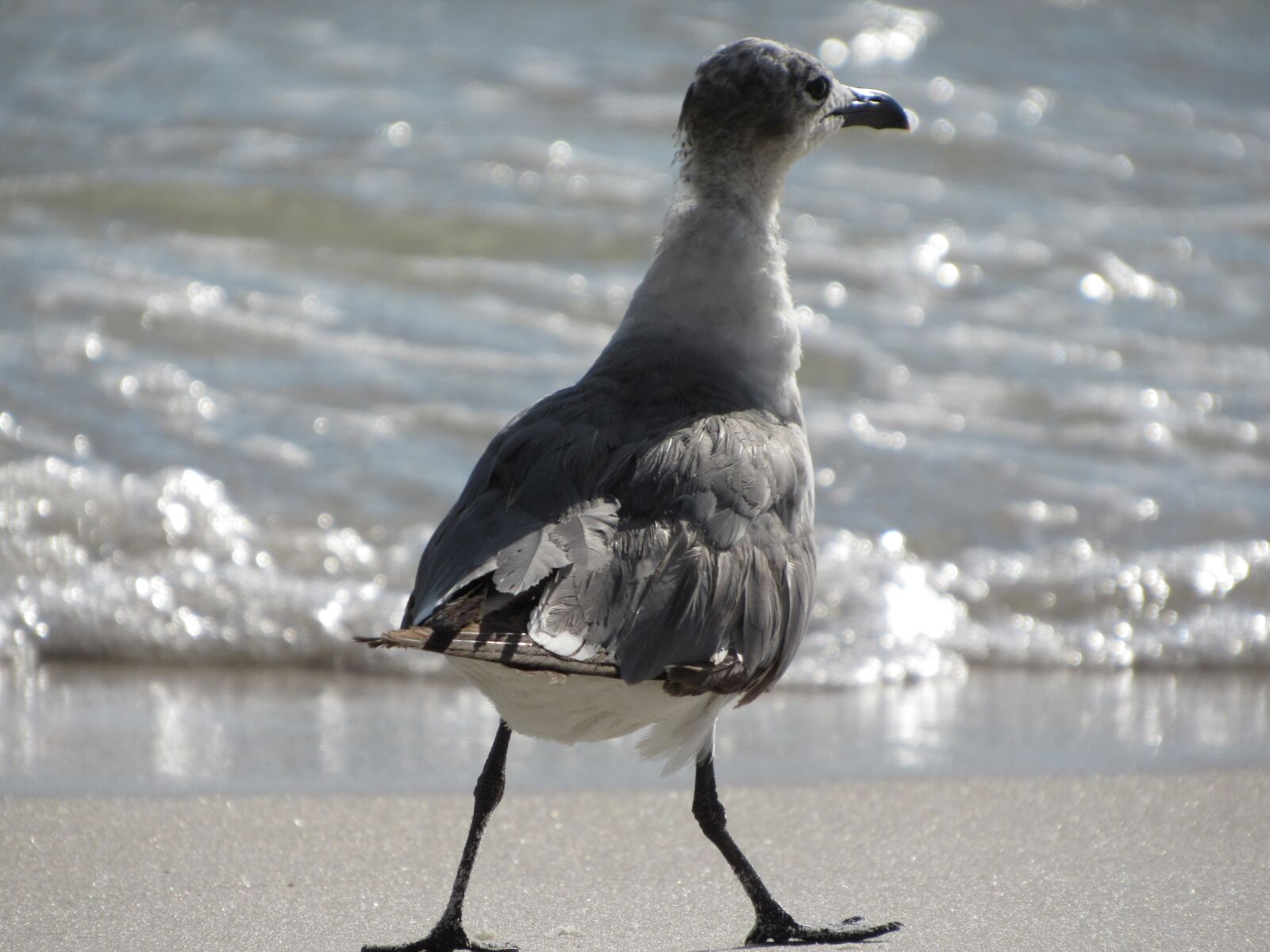 Canon PowerShot SX520 HS sample photo. Seagull, white, gray photography
