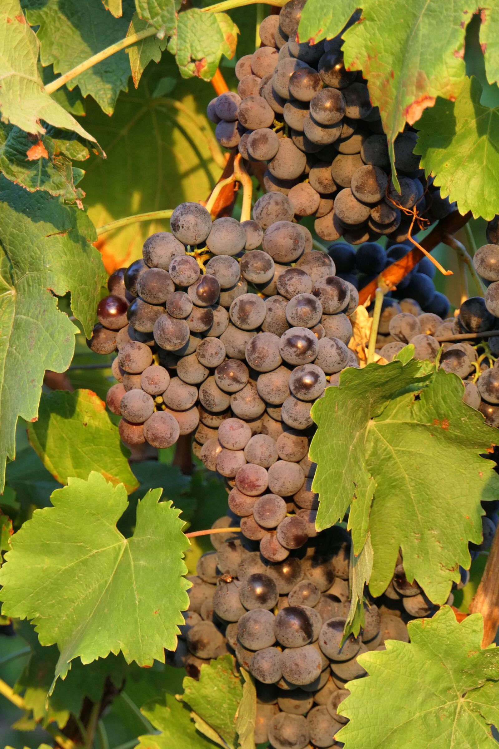 Panasonic Lumix DMC-FZ2500 (Lumix DMC-FZ2000) sample photo. Grape, dark, vine photography