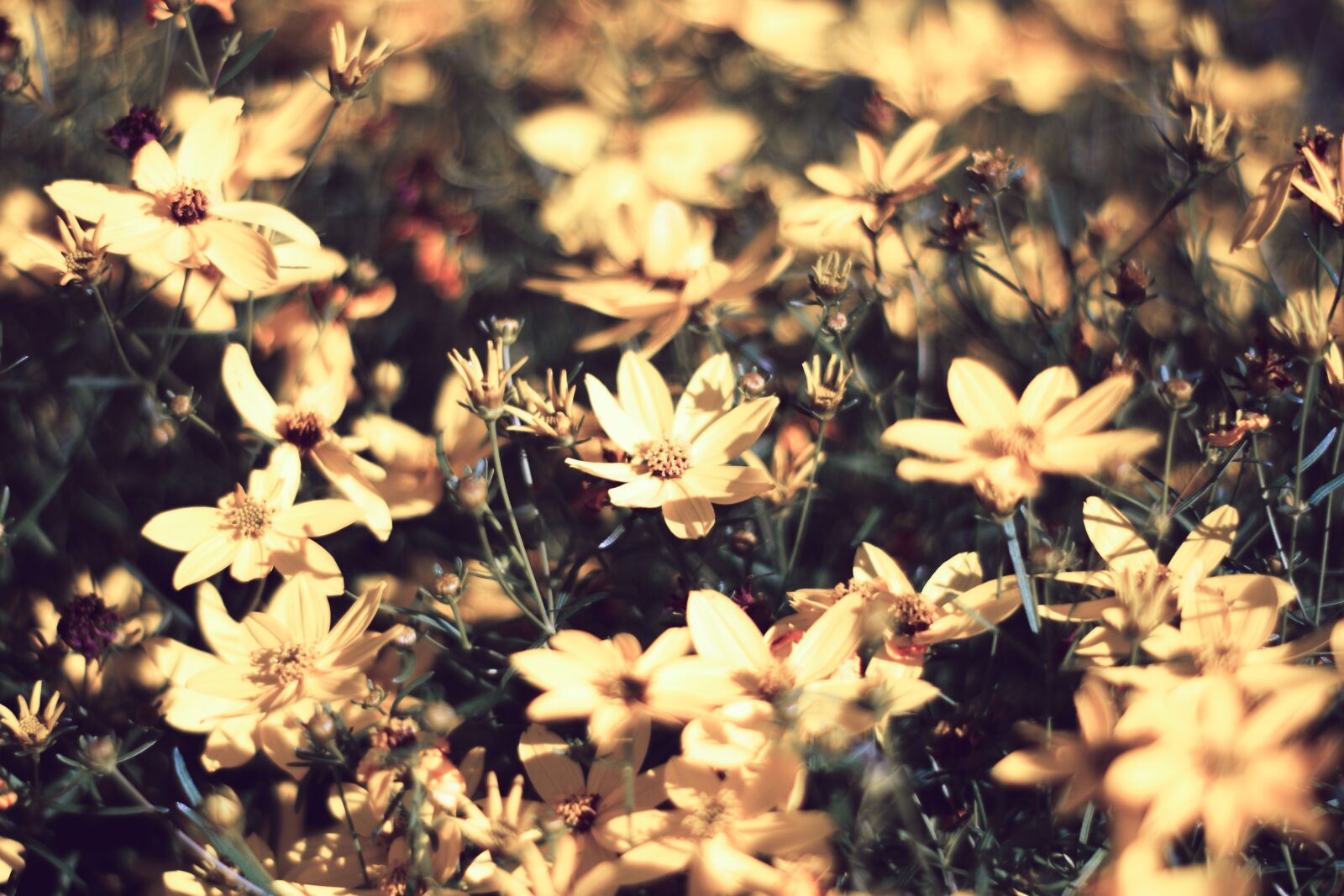 Nikon D5600 sample photo. Yellow flowers, bloom, blossom photography