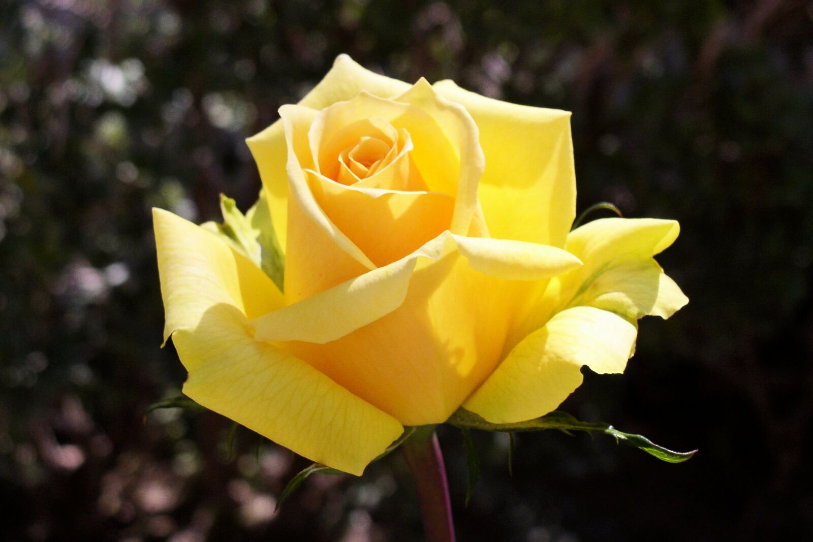 Olympus C4100Z,C4000Z sample photo. Yellow rose, blossom, flora photography