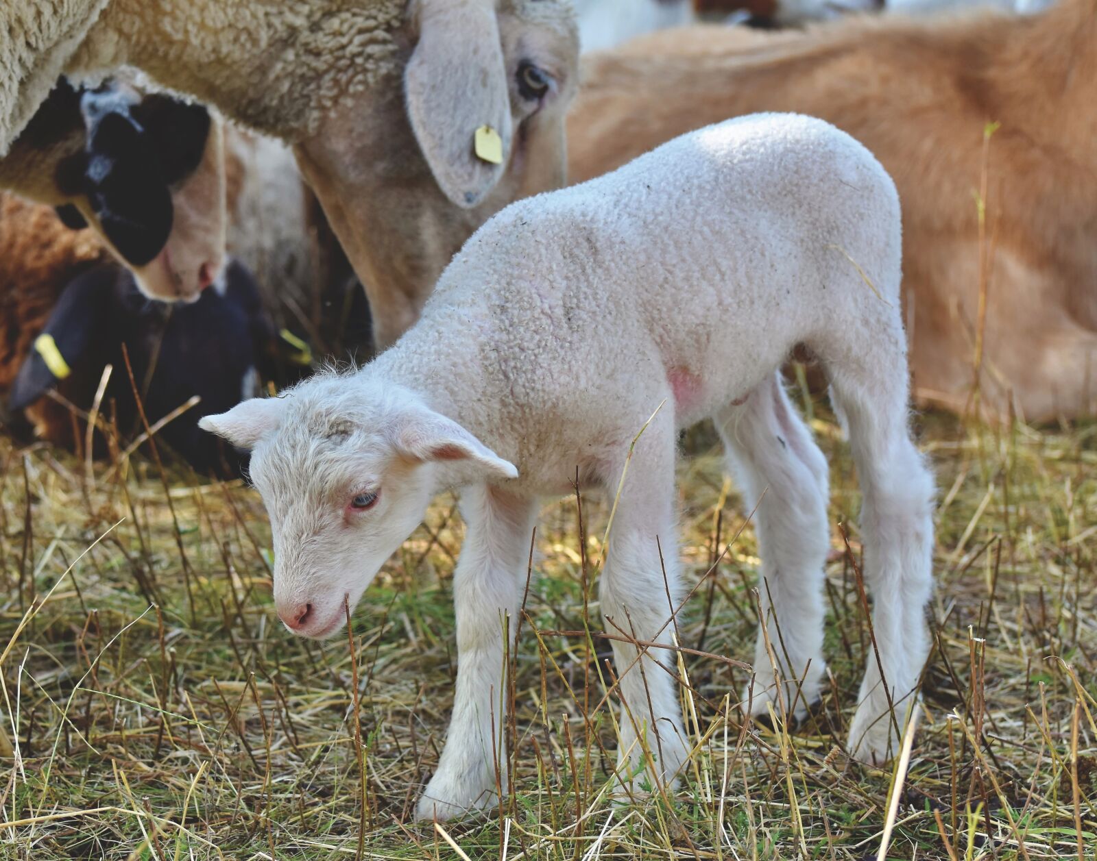 Nikon D7200 sample photo. Lamb, sheep, schäfchen photography