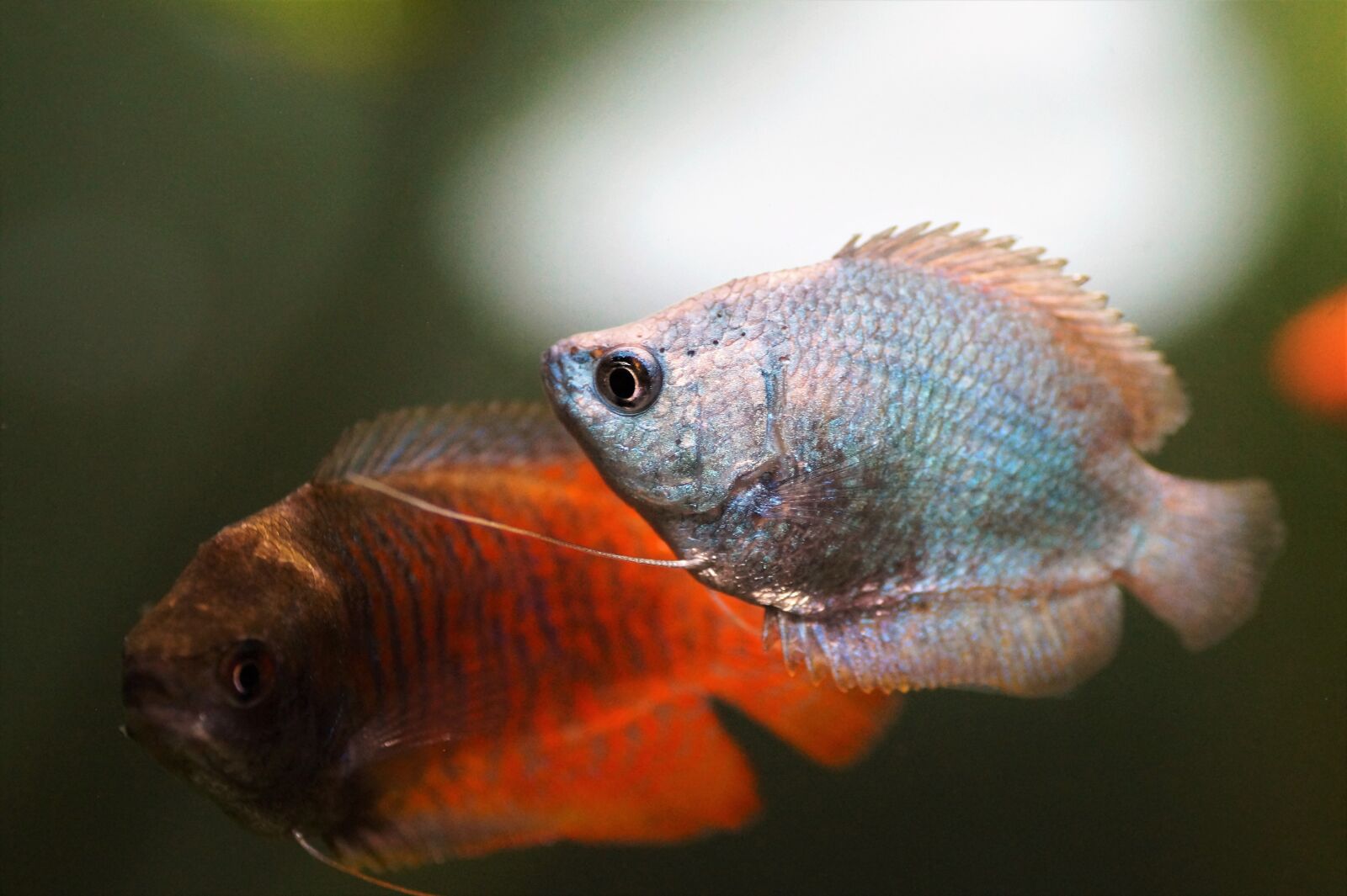 Sony SLT-A58 sample photo. Gourami, stunted, blue photography