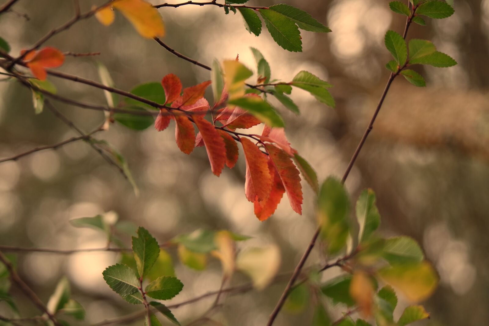 Samsung NX3000 sample photo. Autumn, fall, green, leafs photography
