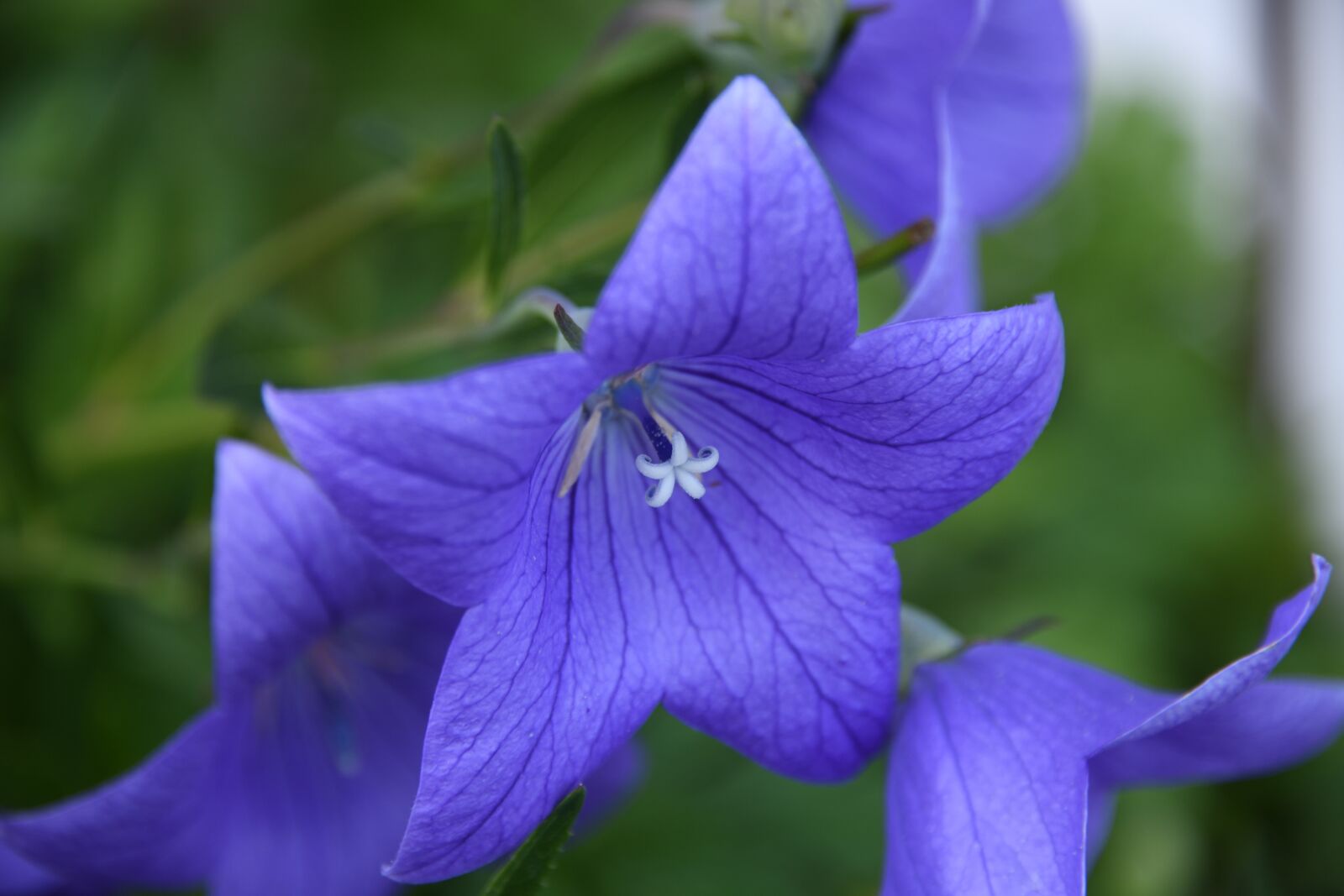 Nikon D850 sample photo. Flower, bloom, petals photography