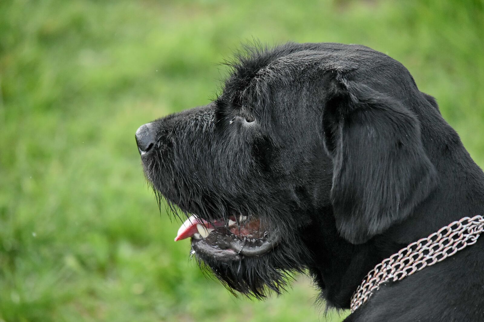 Nikon D5500 sample photo. Black, pedigree, portrait, dog photography