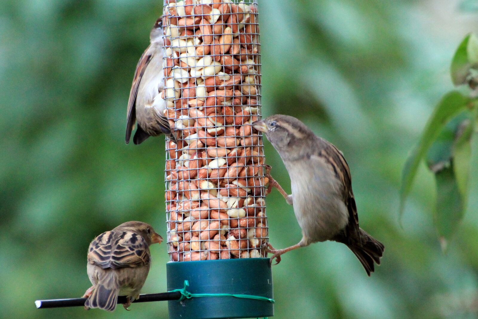 Canon EOS 1100D (EOS Rebel T3 / EOS Kiss X50) sample photo. Sparrows, birds, food photography