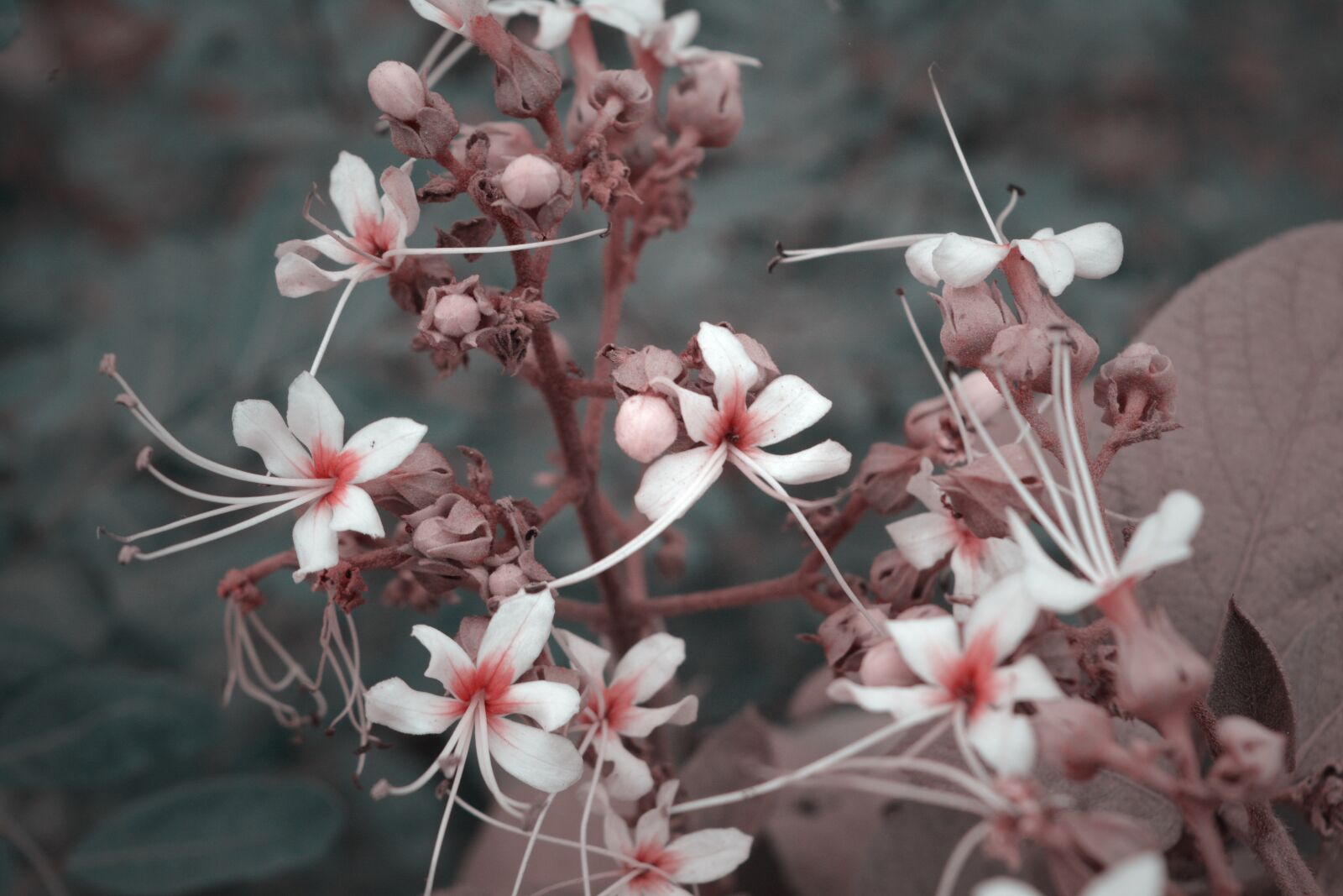 Nikon D5200 sample photo. Flower, leaf, color photography