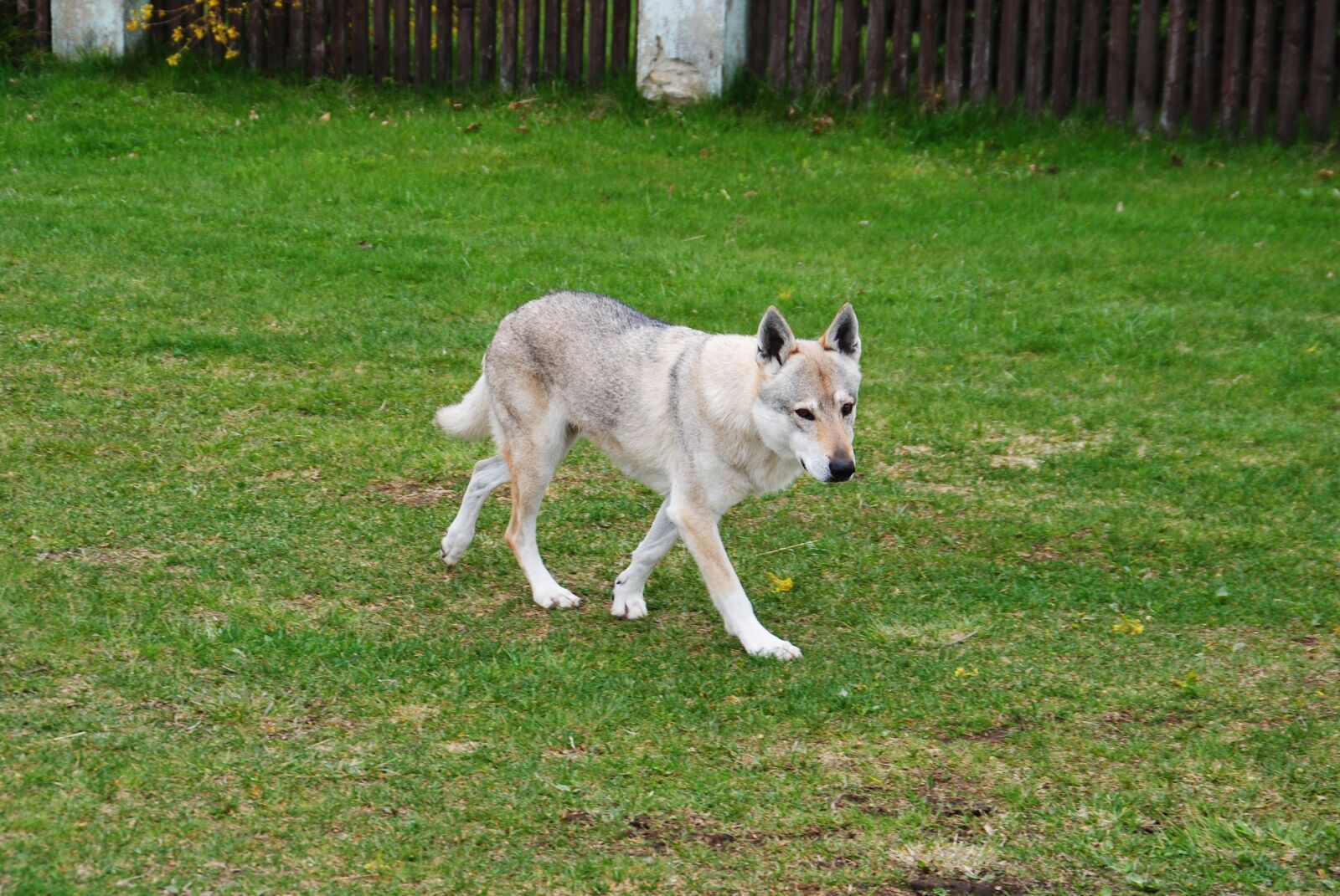 Nikon D3000 sample photo. Dog, wolf, czechoslovak vl photography