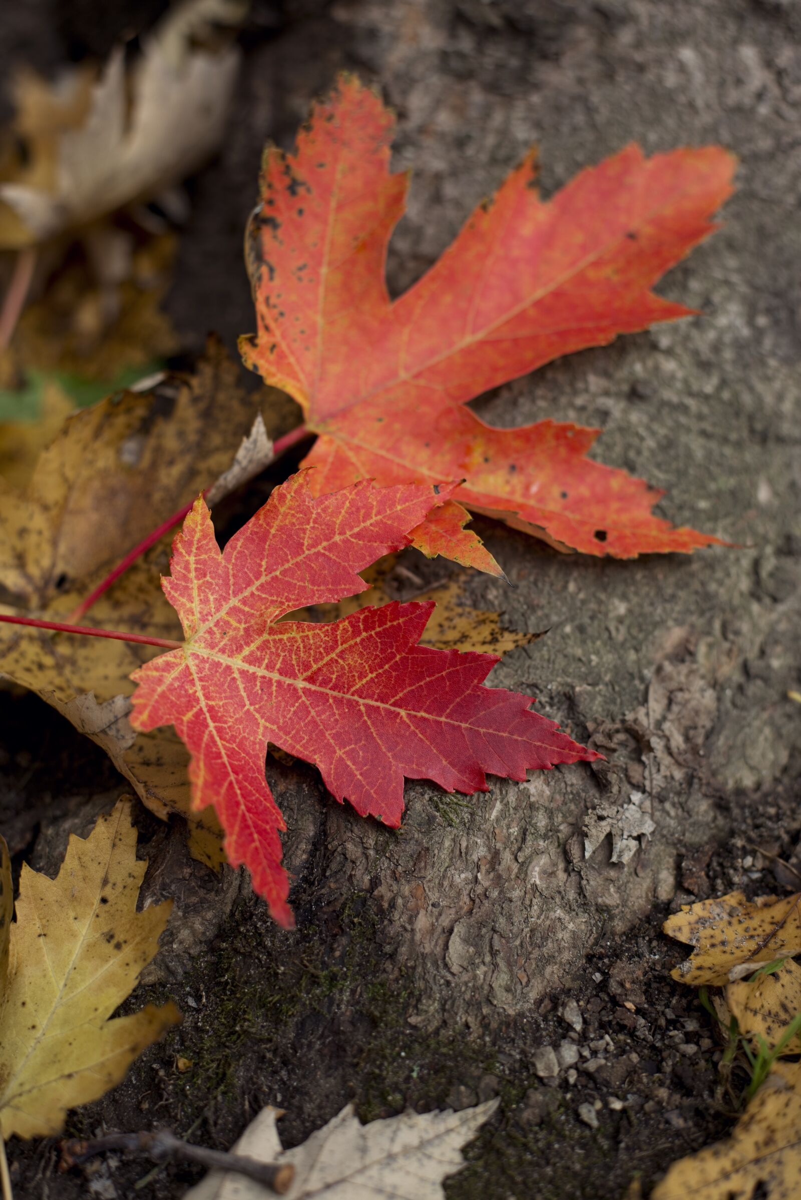 Nikon D800 sample photo. Maple leaf, leaves, leaf photography