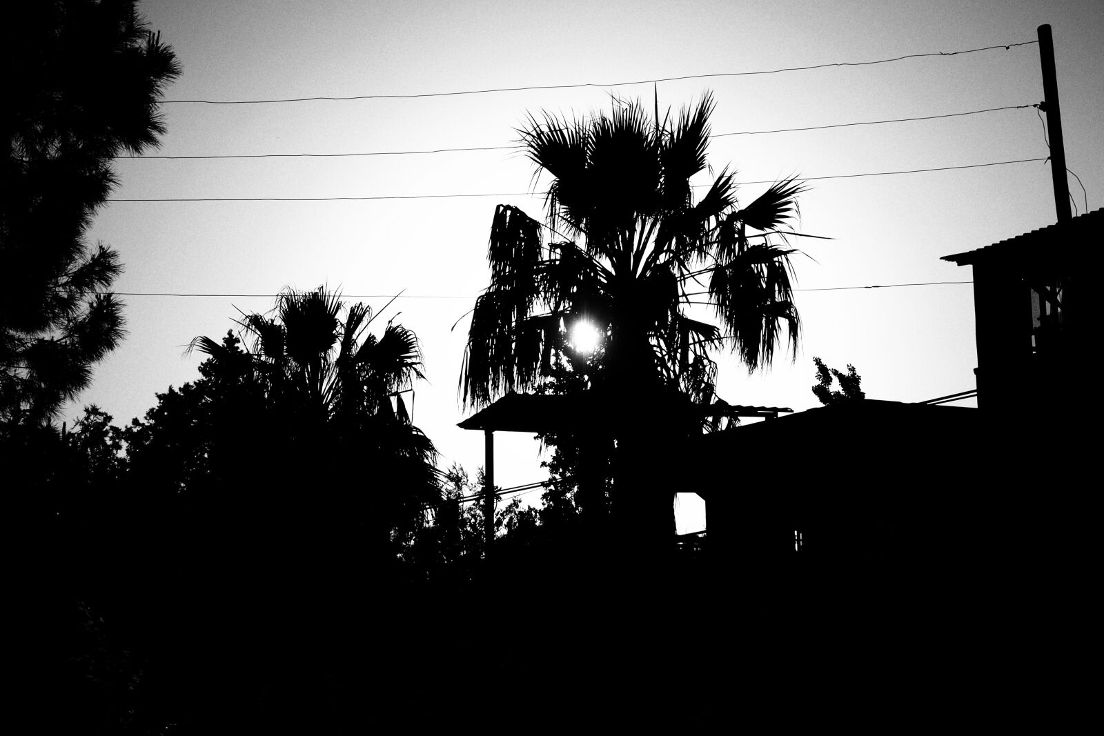 Olympus OM-D E-M10 III sample photo. Home, tree, black photography