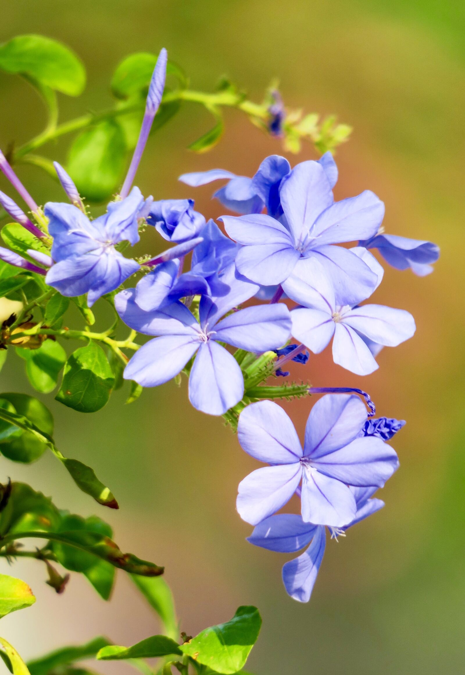 Canon PowerShot G3 X sample photo. Blue flower dan, flower photography