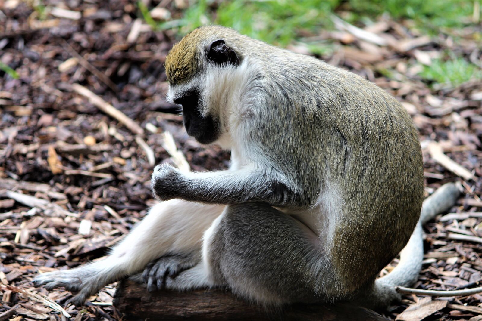 Canon EOS 700D (EOS Rebel T5i / EOS Kiss X7i) sample photo. Zoo, monkey, animal photography