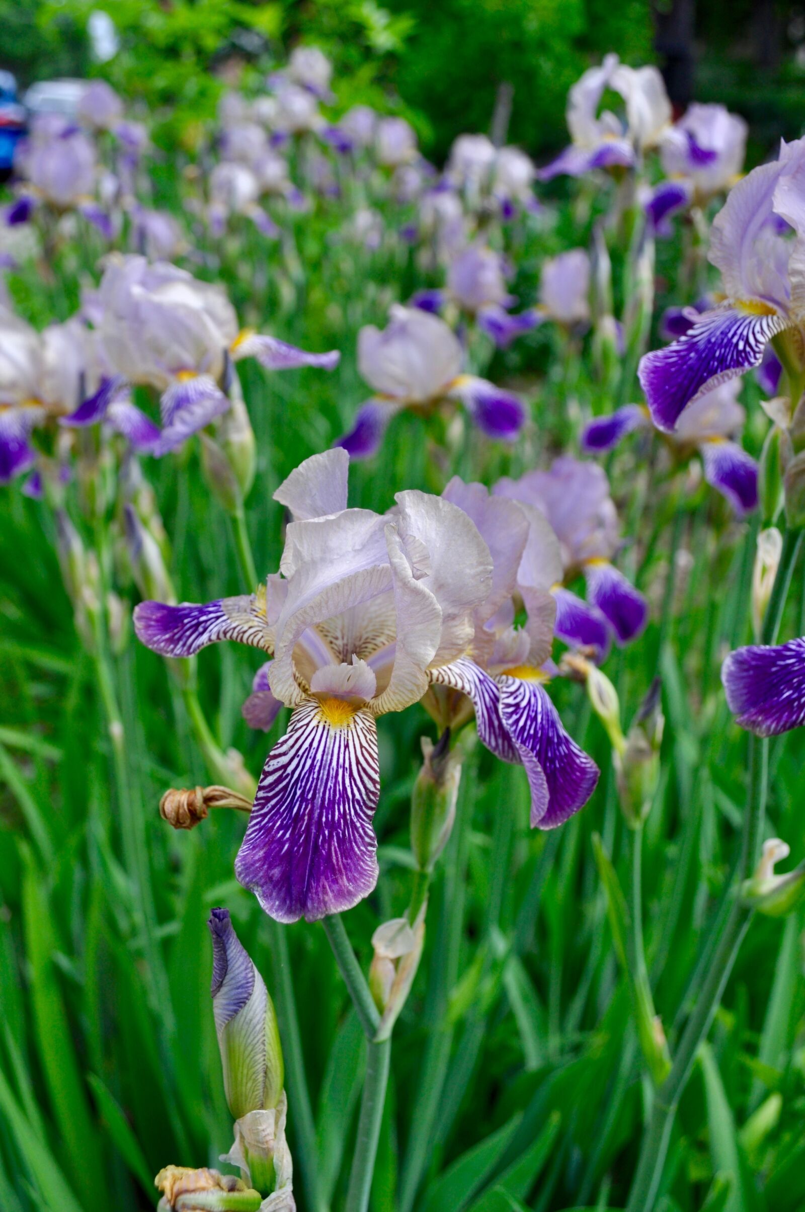 Nikon D5000 sample photo. Iris, purple, flower photography