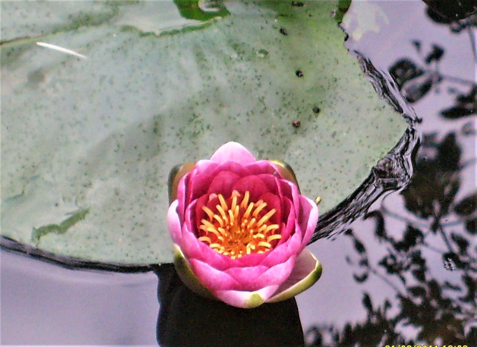 Samsung D70 / D75 / S730 / S750 sample photo