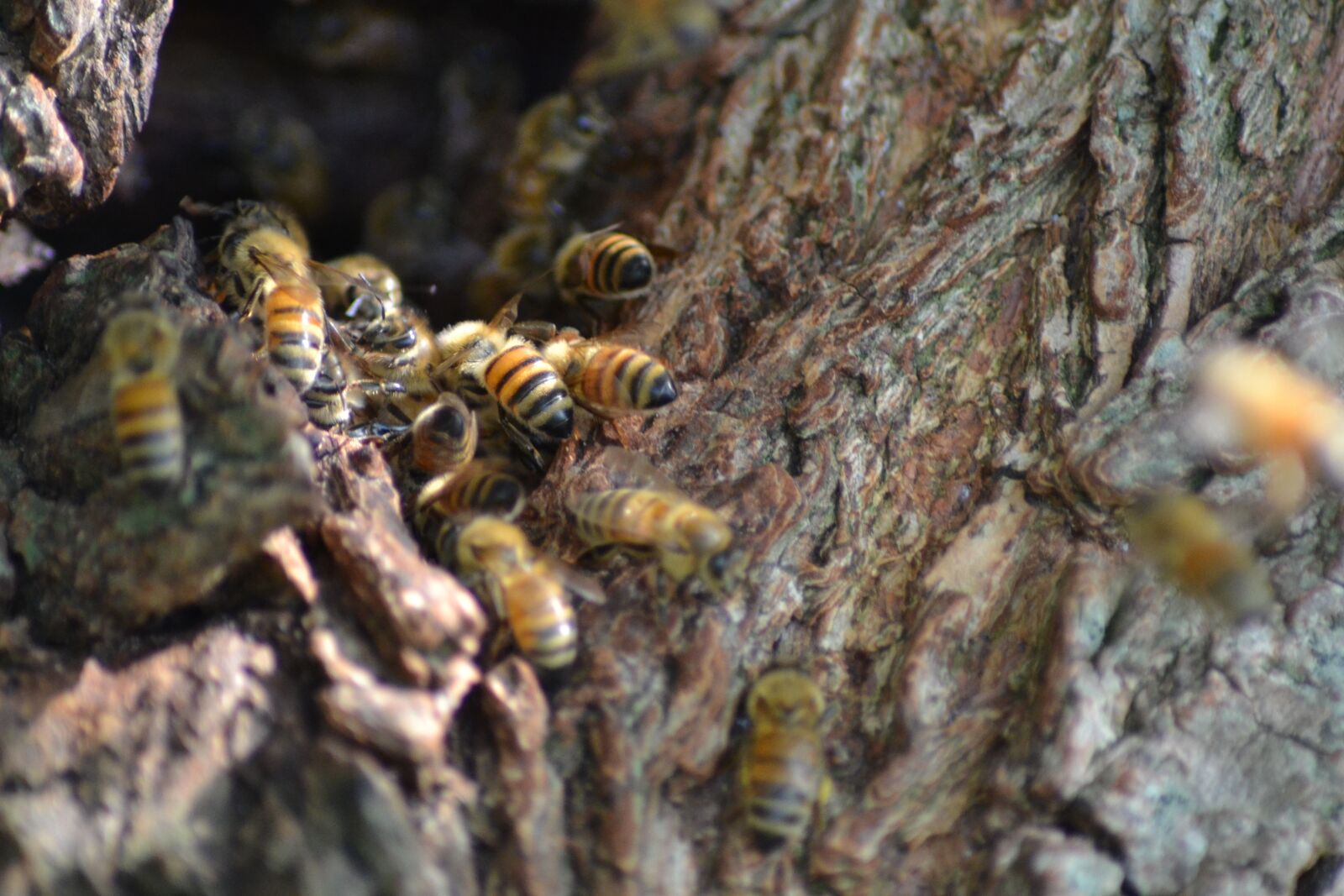 Nikon D3100 sample photo. Wild bees, nature, insect photography