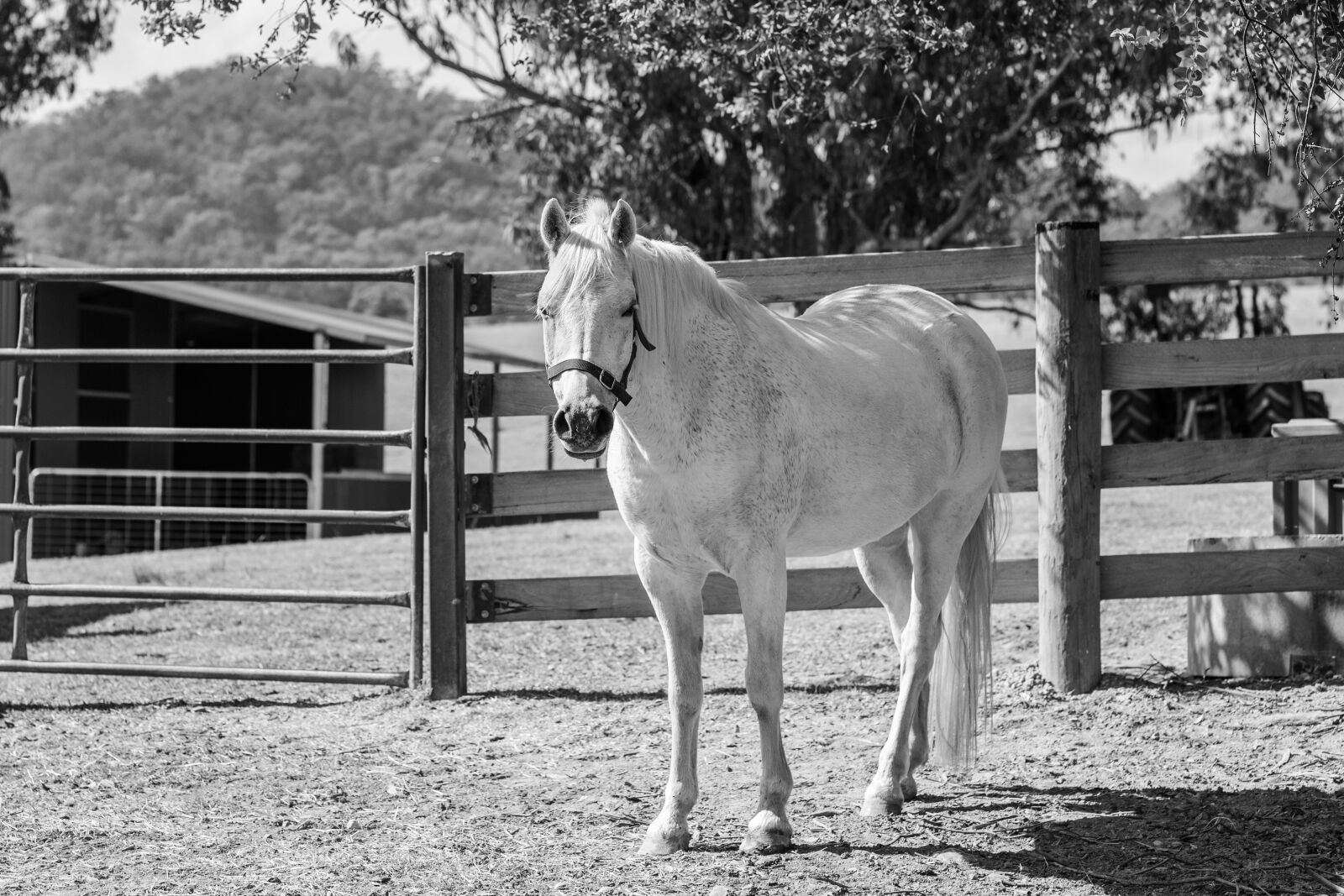 Nikon D750 sample photo. Pony, horse, australian pony photography