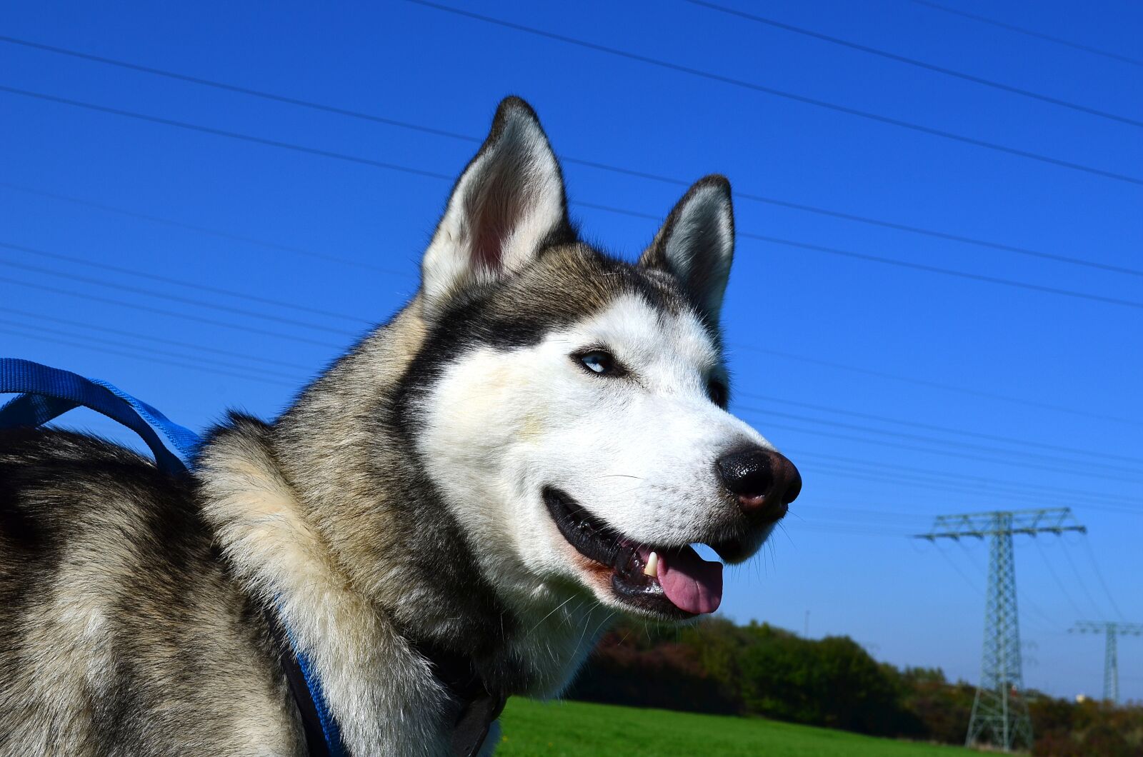 Nikon D5100 sample photo. Husky, sled dog, siberian photography
