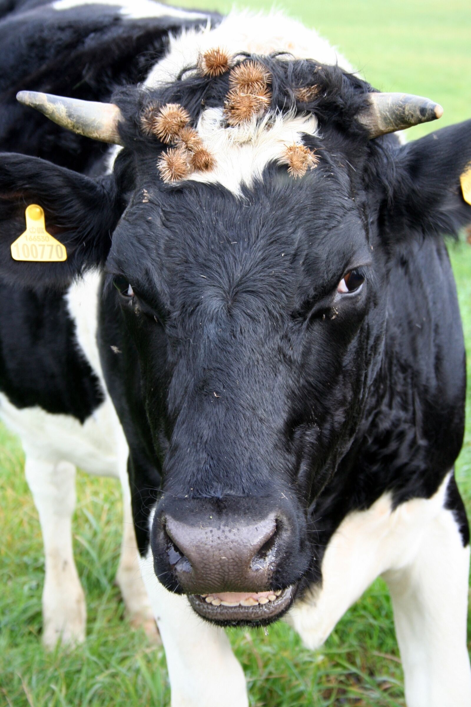 Canon EOS 350D (EOS Digital Rebel XT / EOS Kiss Digital N) sample photo. Cow, farm, animal photography