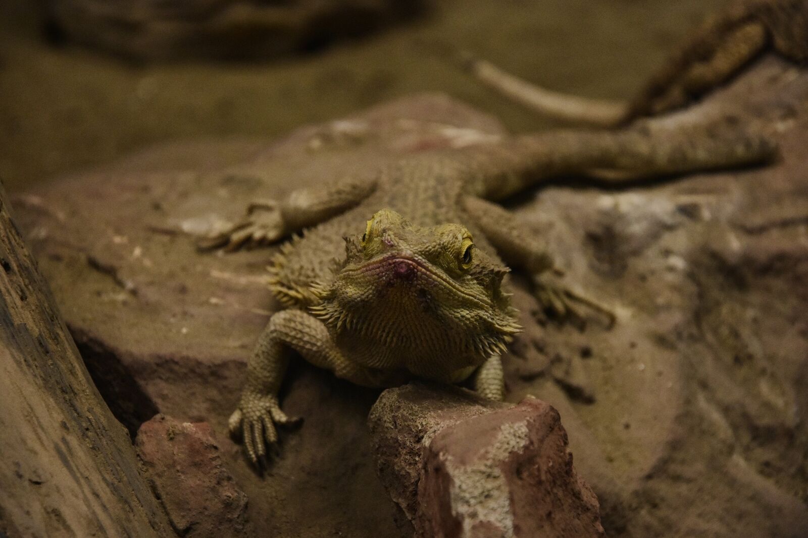 Nikon D3400 sample photo. Iguana, reptile, lizard photography