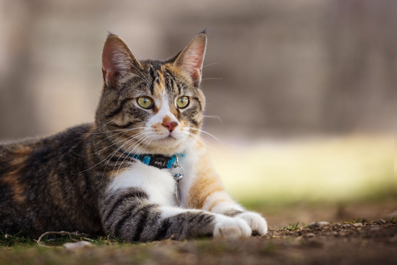 Nikon D7200 sample photo. Animal, cute, nature photography