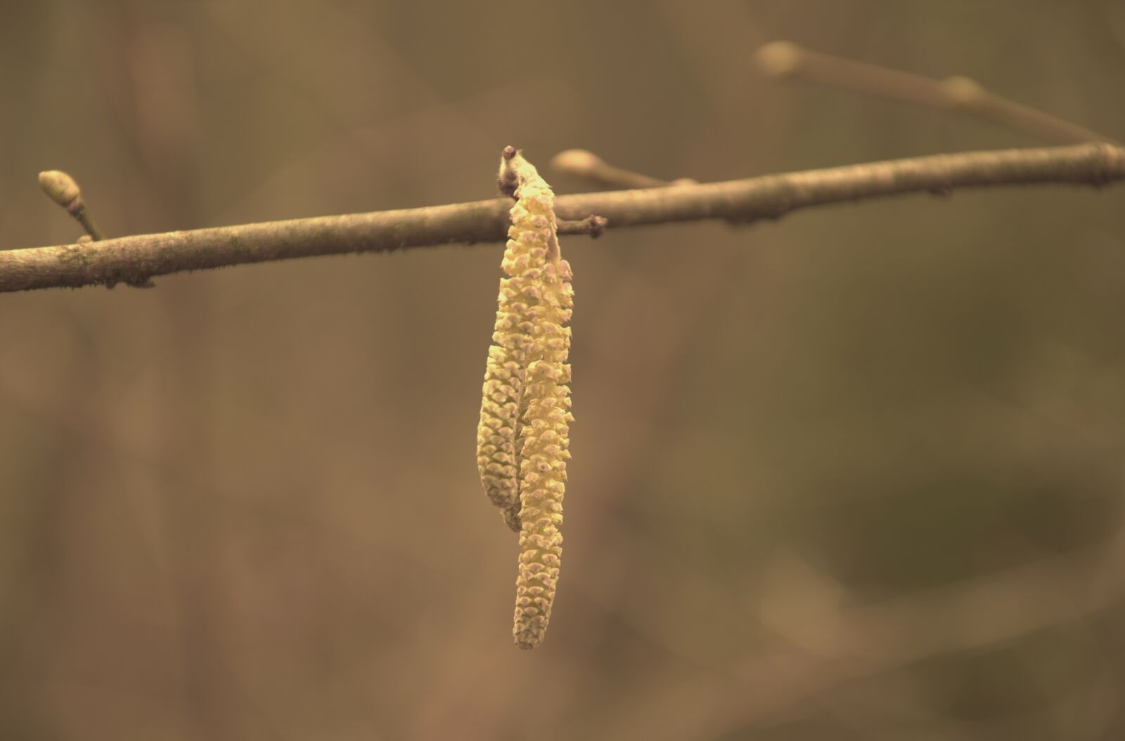 Nikon D5100 sample photo. Tree, willow, kitten photography