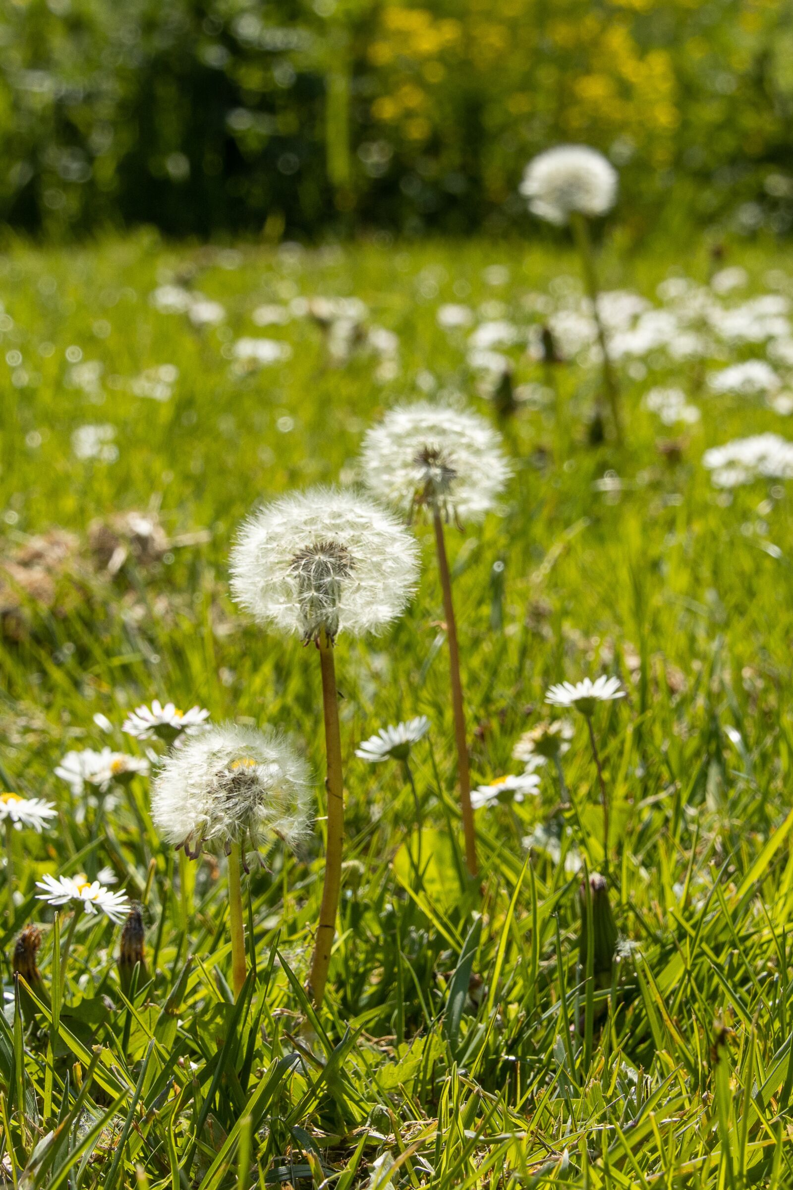 Canon EOS 90D sample photo. Dandelion, meadow, nature photography