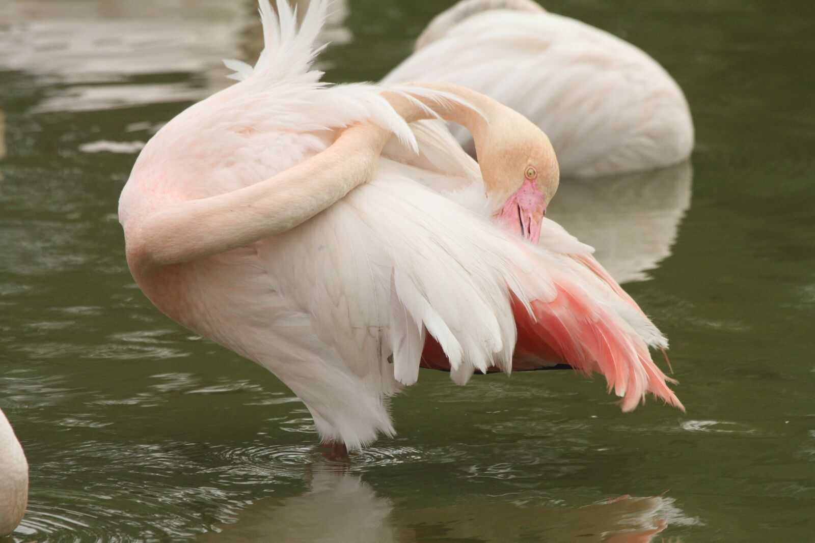 Canon EF 100-400mm F4.5-5.6L IS USM sample photo. Pink flamingo, pond, pen photography