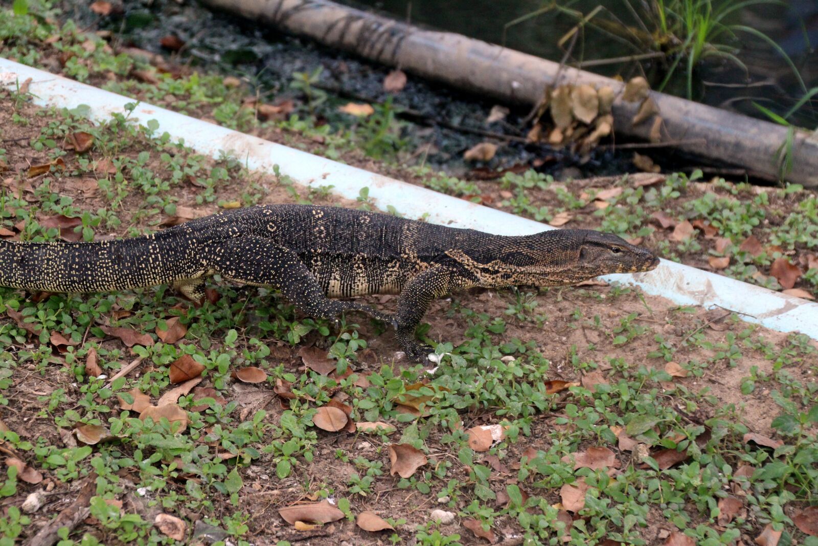 Canon EOS 700D (EOS Rebel T5i / EOS Kiss X7i) sample photo. Monitor, reptile, lizard photography