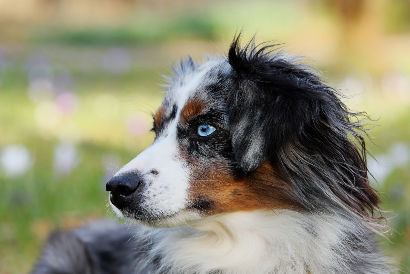 Fujifilm XF 55-200mm F3.5-4.8 R LM OIS sample photo. Australian shepherd, blue merle photography