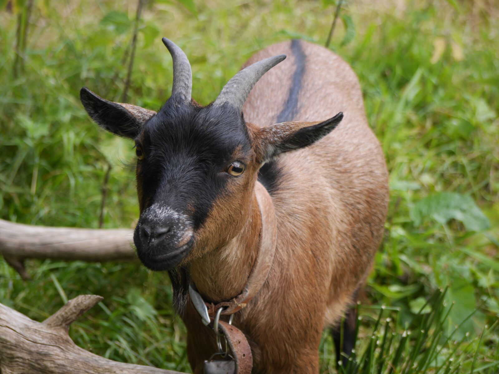 Panasonic Lumix DMC-GH3 sample photo. Goat, kid, animal photography