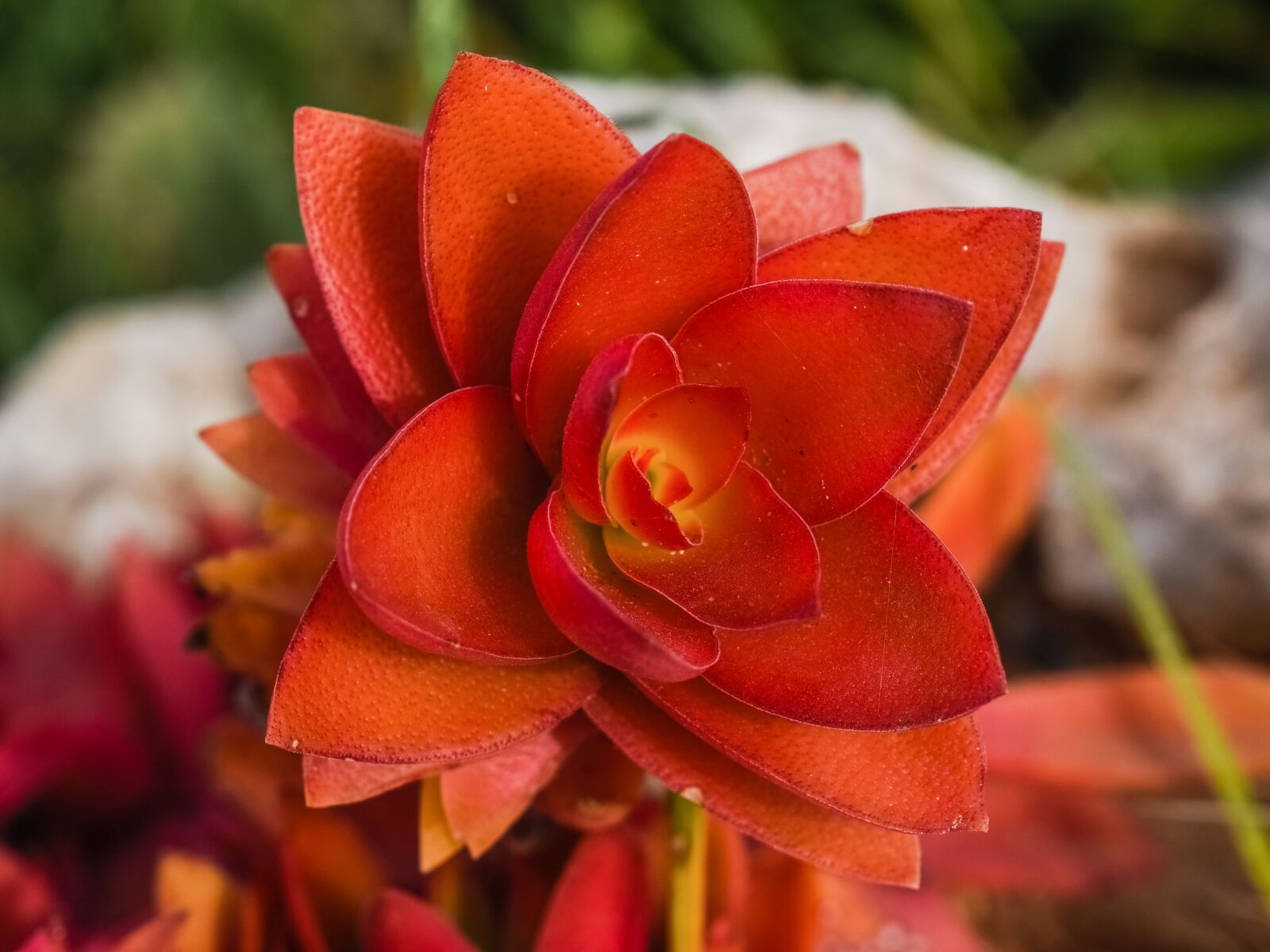 Nikon D3300 sample photo. Cactus, flower, plant photography