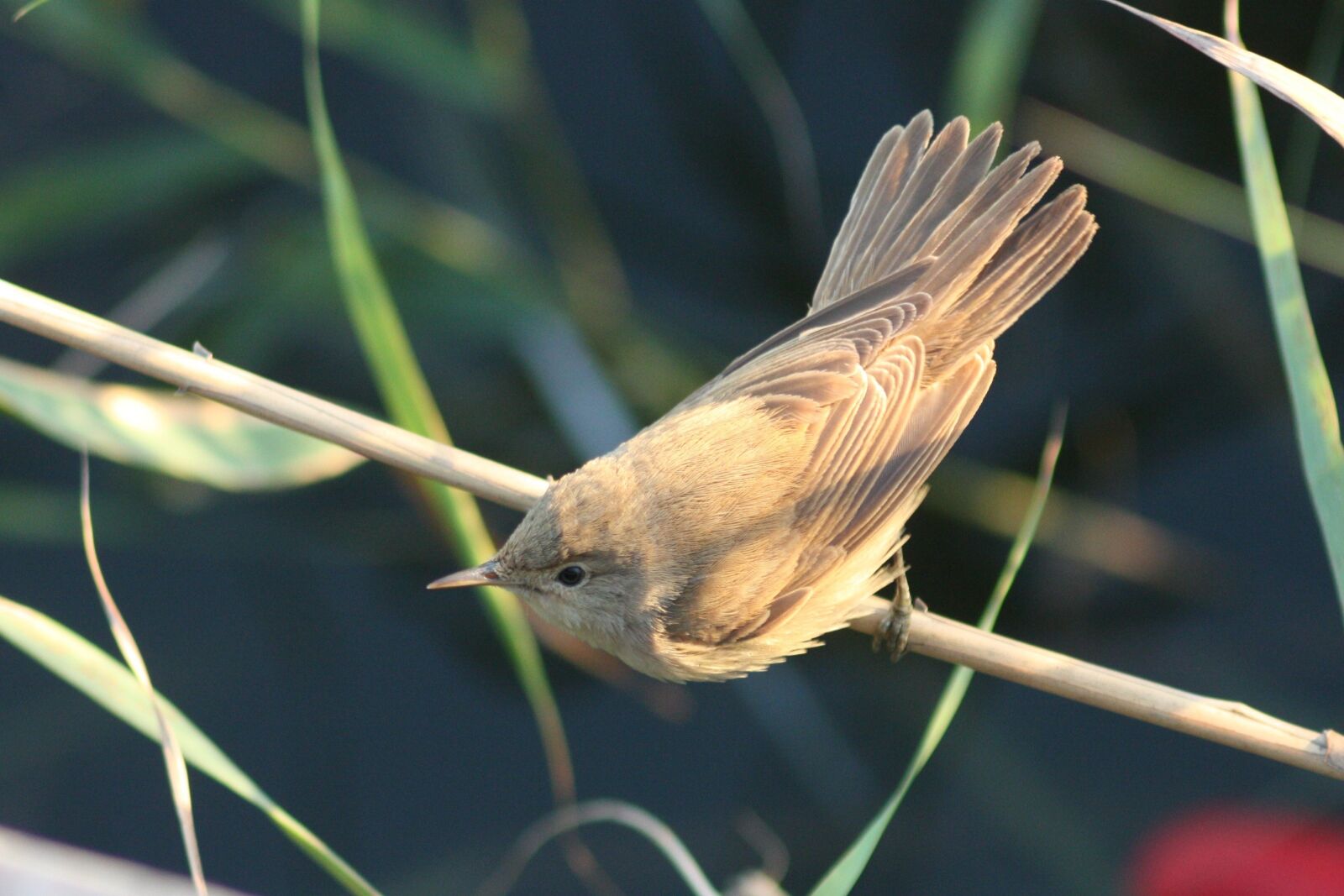 Canon EOS 450D (EOS Rebel XSi / EOS Kiss X2) sample photo. Birds, nature, animals photography