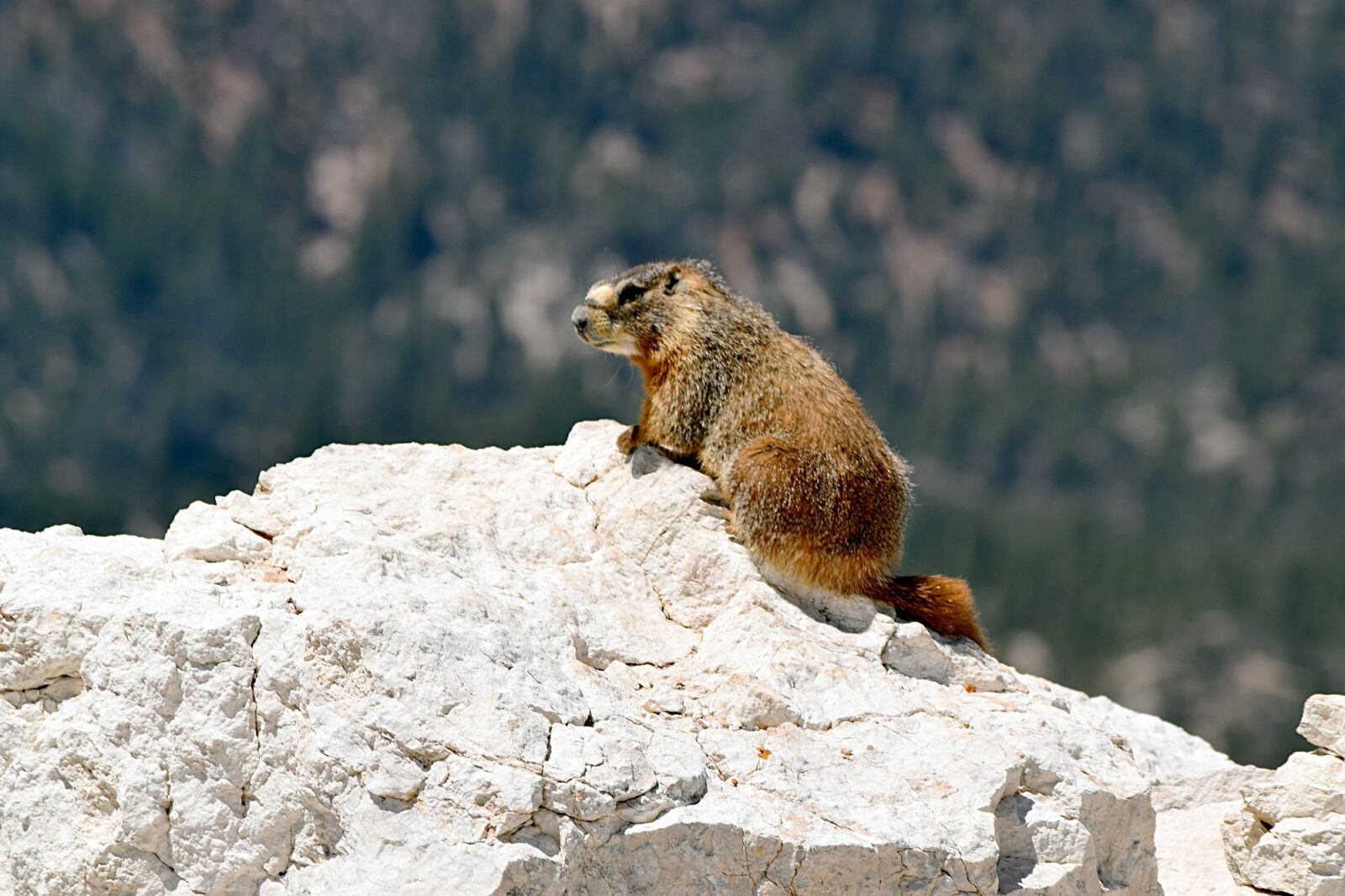 Nikon D5300 sample photo. Yellow bellied marmot, wildlife photography