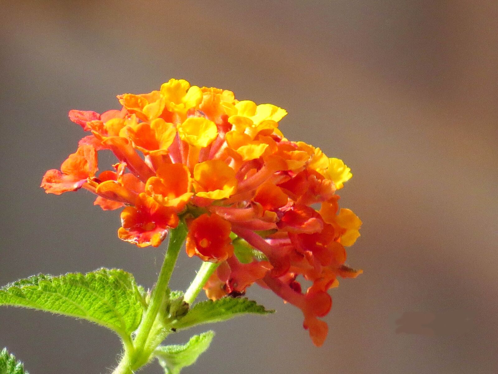 Canon PowerShot SX50 HS sample photo. Spring, flowers, color photography