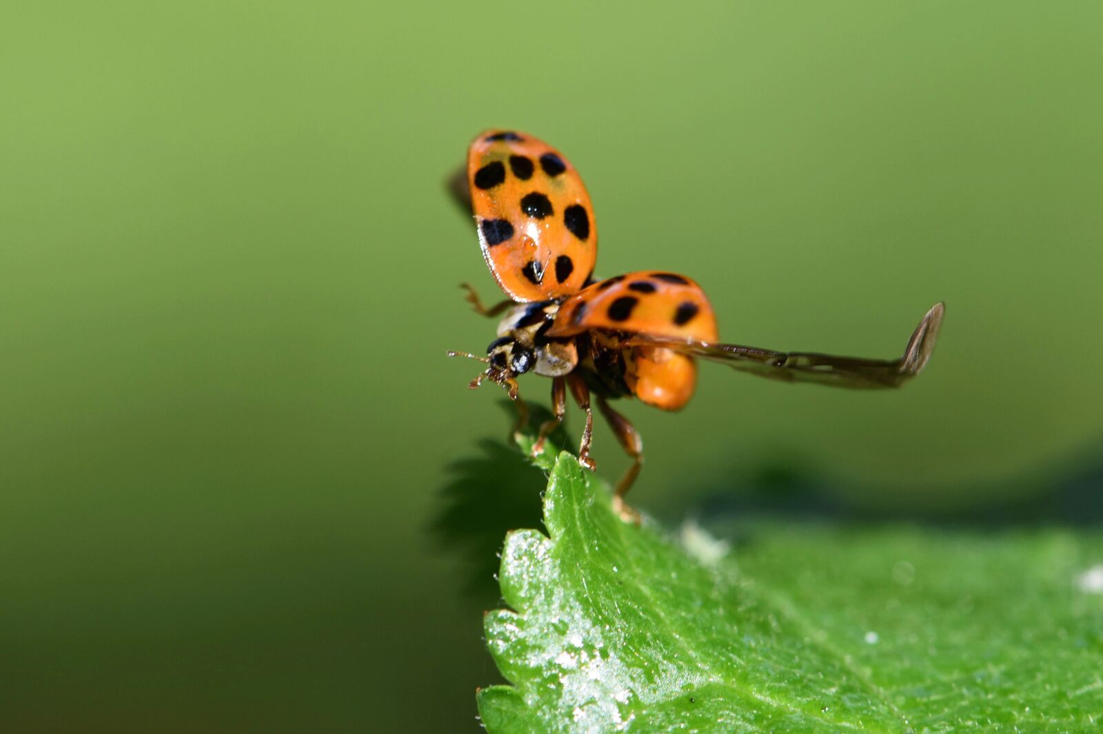 Nikon D5600 sample photo. Beetle, ladybug red beetles photography