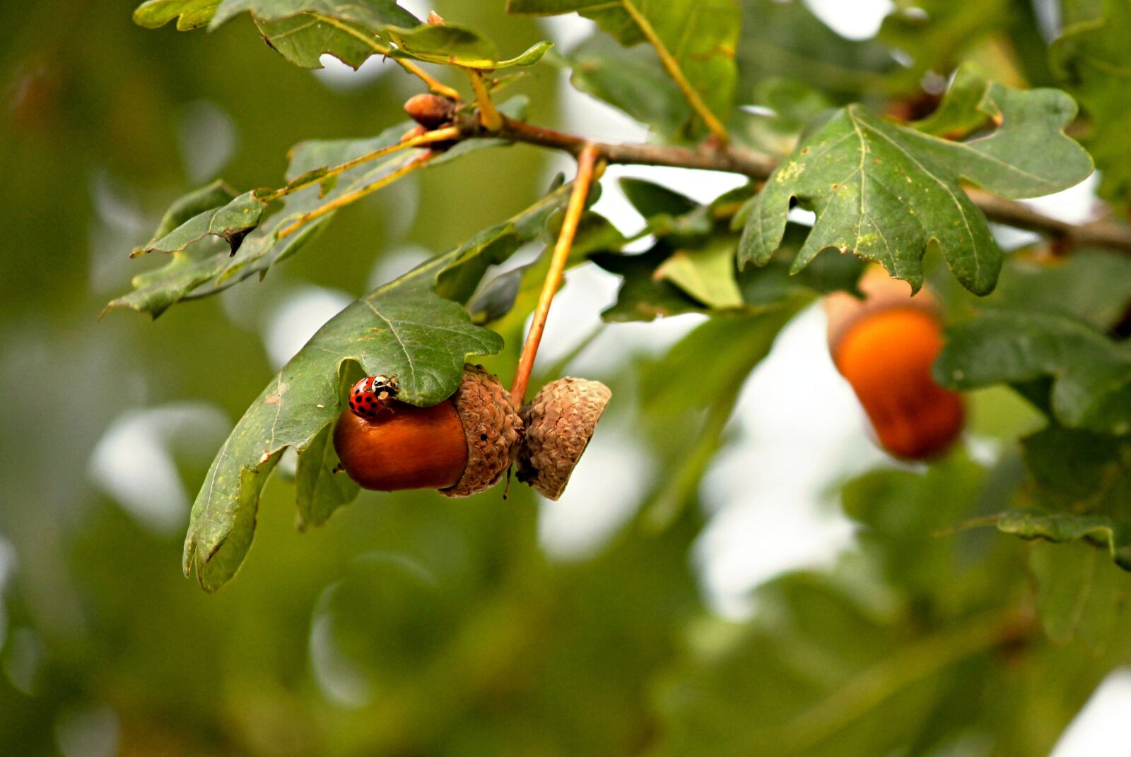 Canon EOS 1100D (EOS Rebel T3 / EOS Kiss X50) sample photo. Acorns, acorn, oak leaves photography