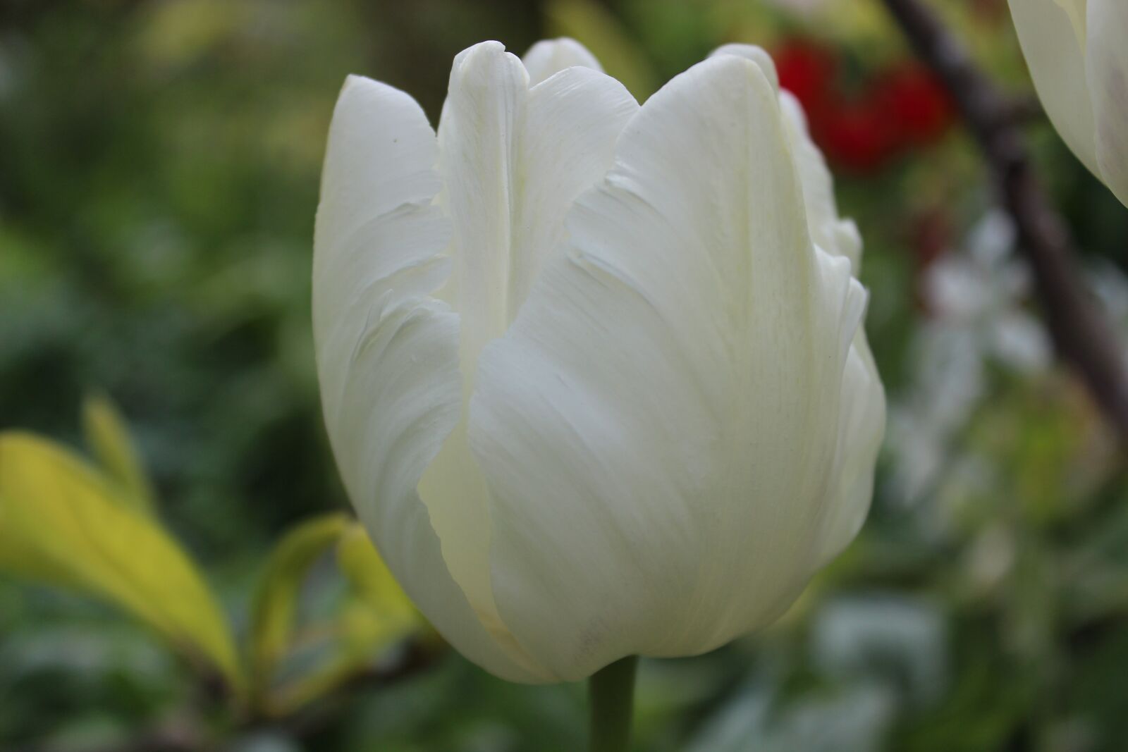 Canon EOS 600D (Rebel EOS T3i / EOS Kiss X5) sample photo. Tulip, white, spring photography