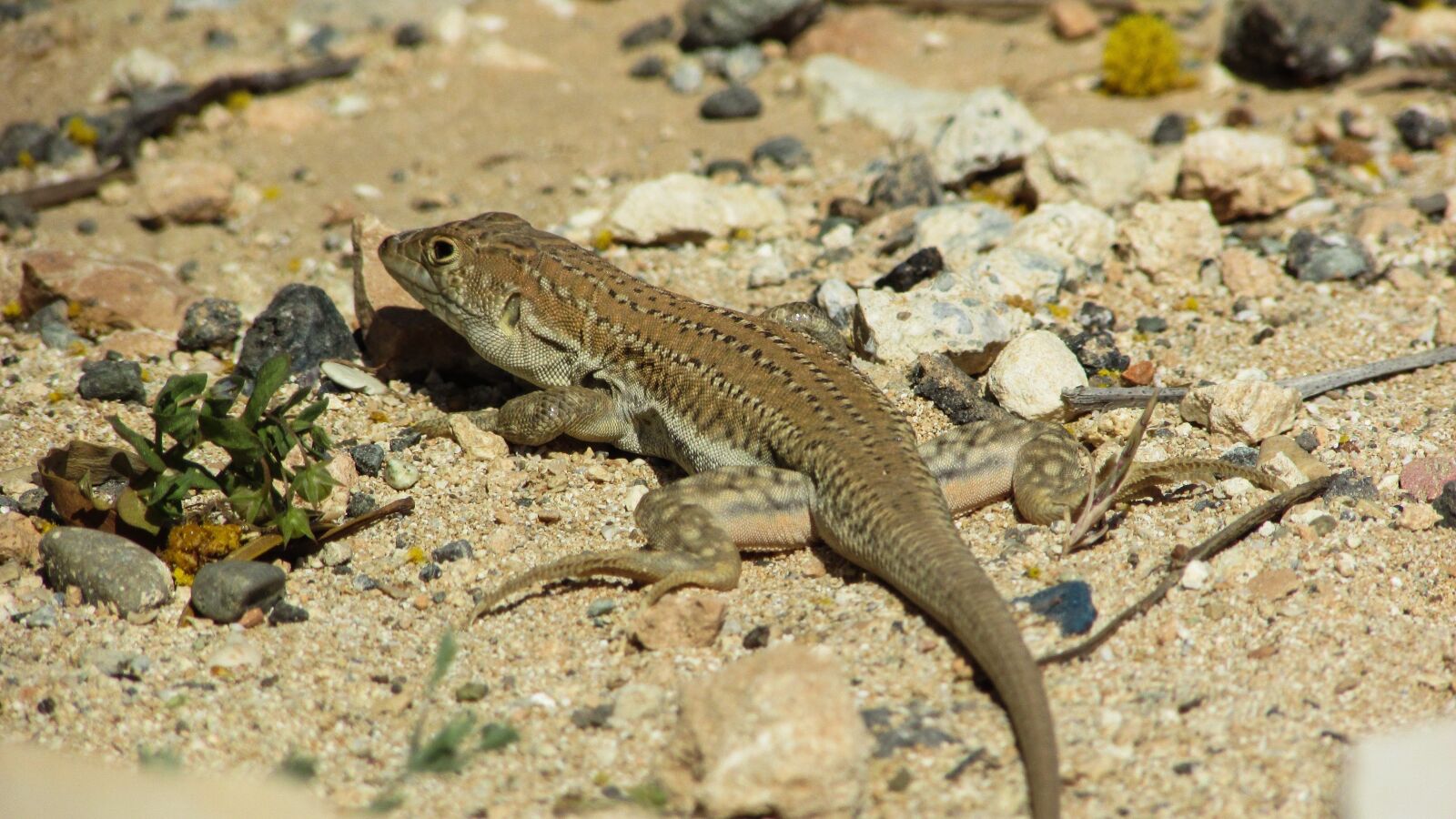 Canon PowerShot SX400 IS sample photo. Lizard, acanthodactylus schreiberi, reptile photography