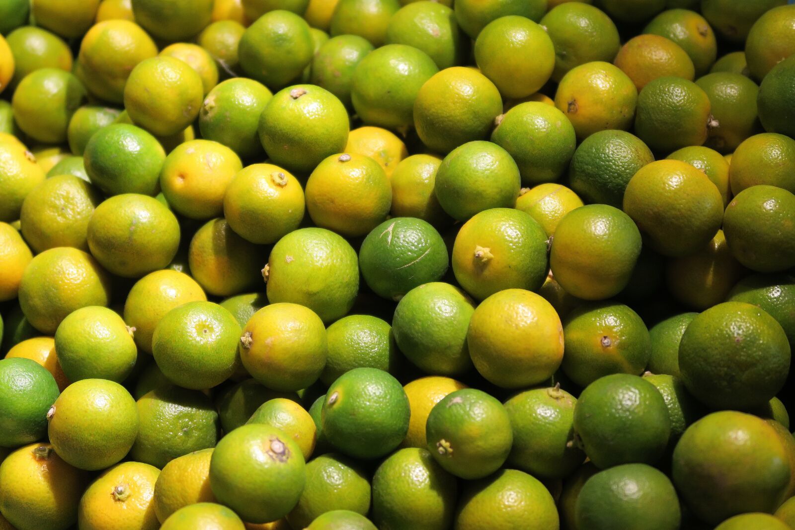Canon PowerShot G7 X sample photo. Fruit, plant, citrus photography
