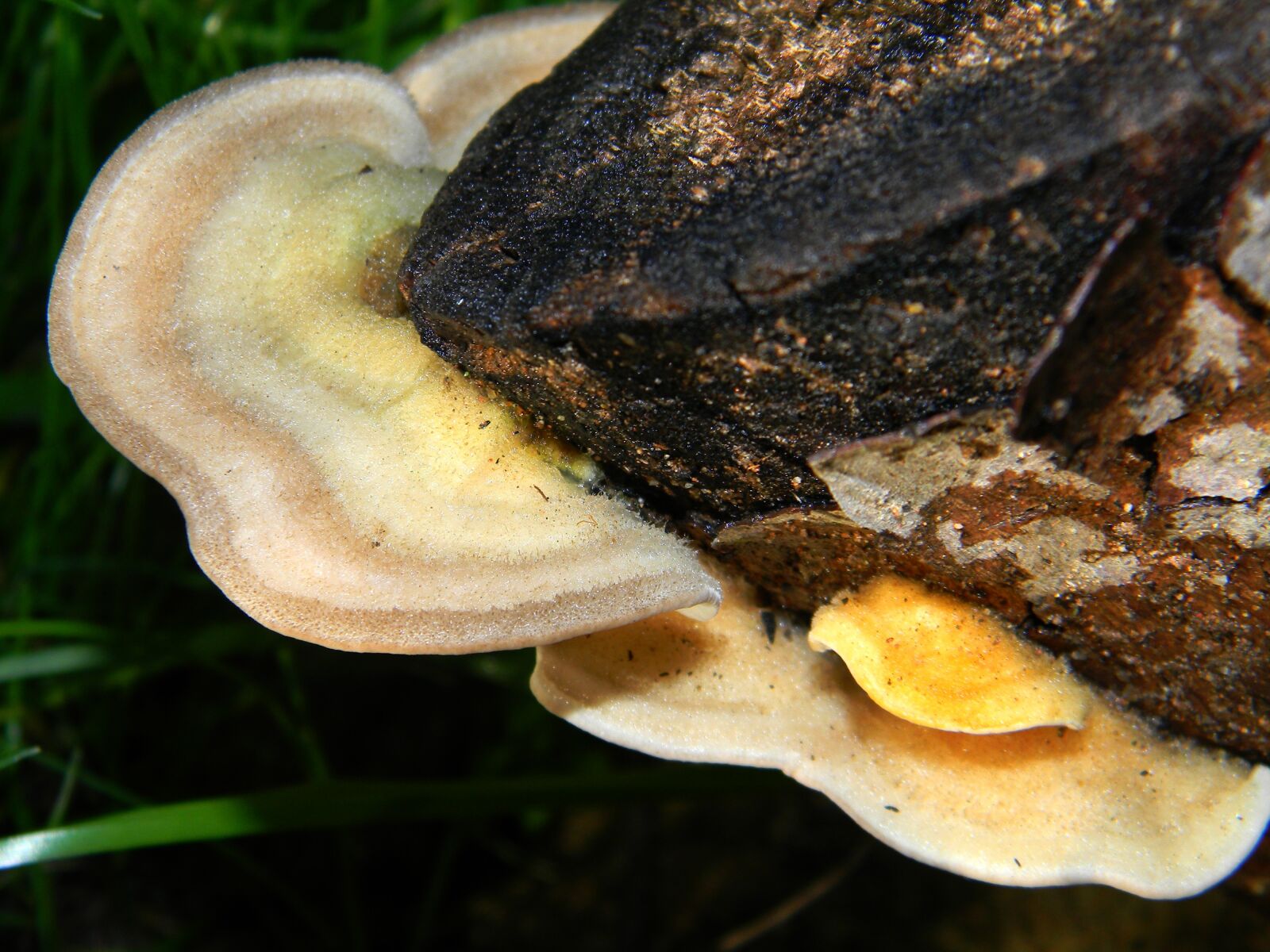 Nikon Coolpix L110 sample photo. Fungi, mushroom, food photography
