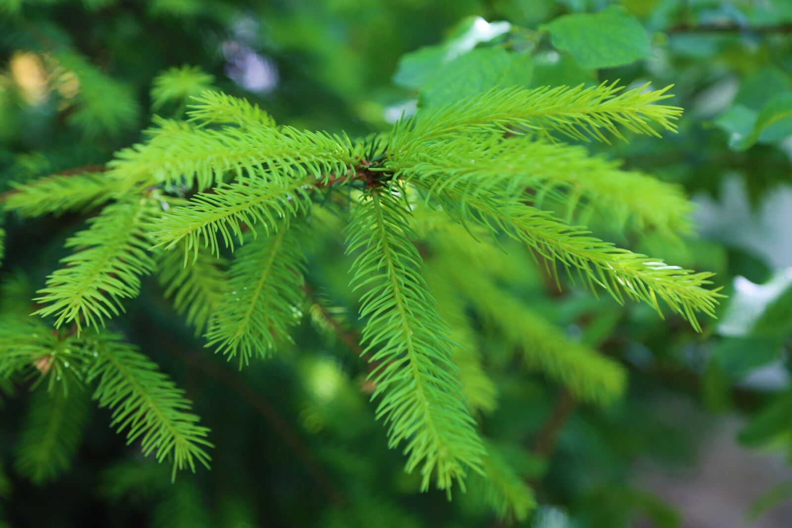 Canon EF 24-105mm F4L IS USM sample photo. Pine, exile, branch photography