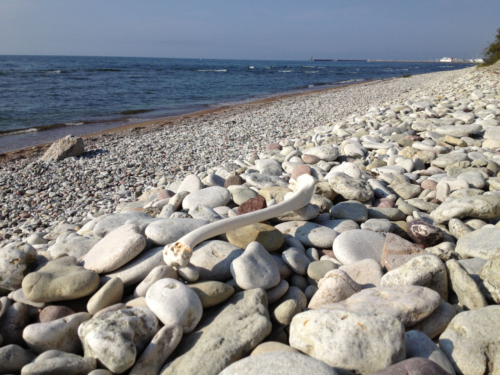 Apple iPhone 4S sample photo. Beach, bone, sea, stones photography