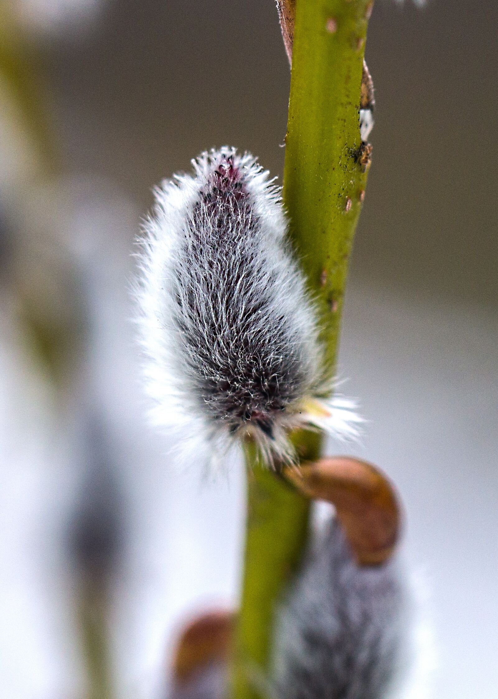 Sony SLT-A35 sample photo. Spring, verba, life photography