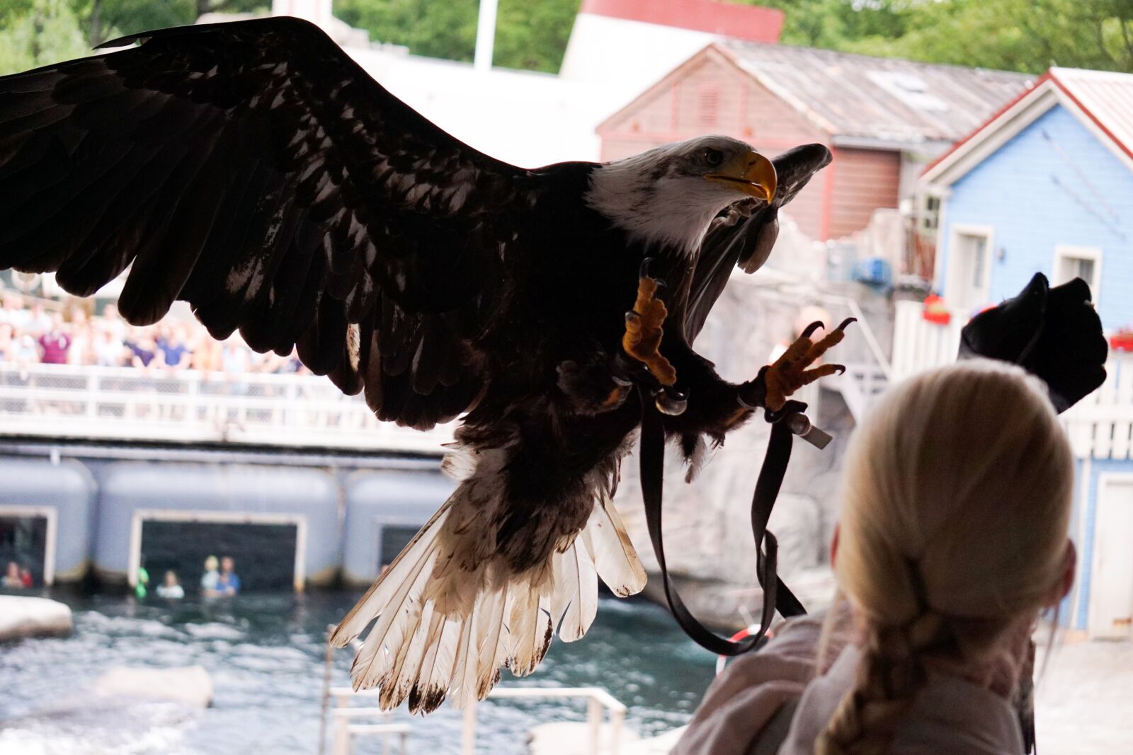 Sony E 55-210mm F4.5-6.3 OSS sample photo. Adler, flight, swing photography