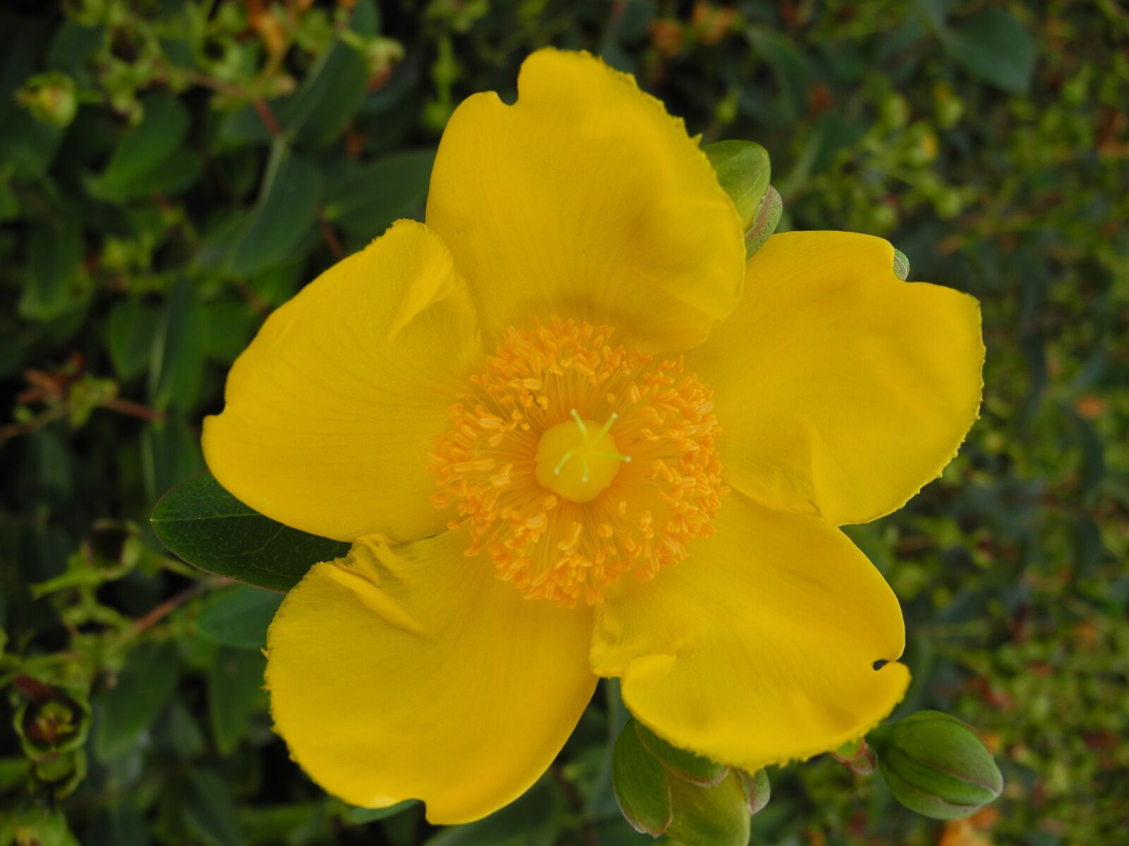 Nikon Coolpix P7000 sample photo. Flower, yellow petals, pistils photography