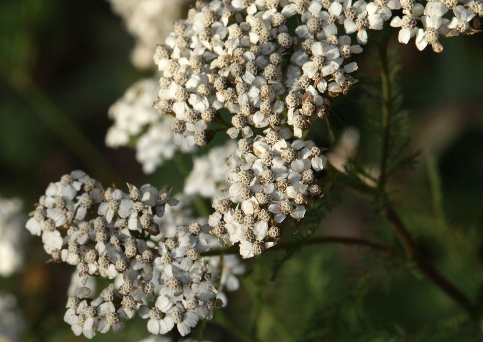 Canon EOS 1200D (EOS Rebel T5 / EOS Kiss X70 / EOS Hi) sample photo. Flower, herbs, meadow photography