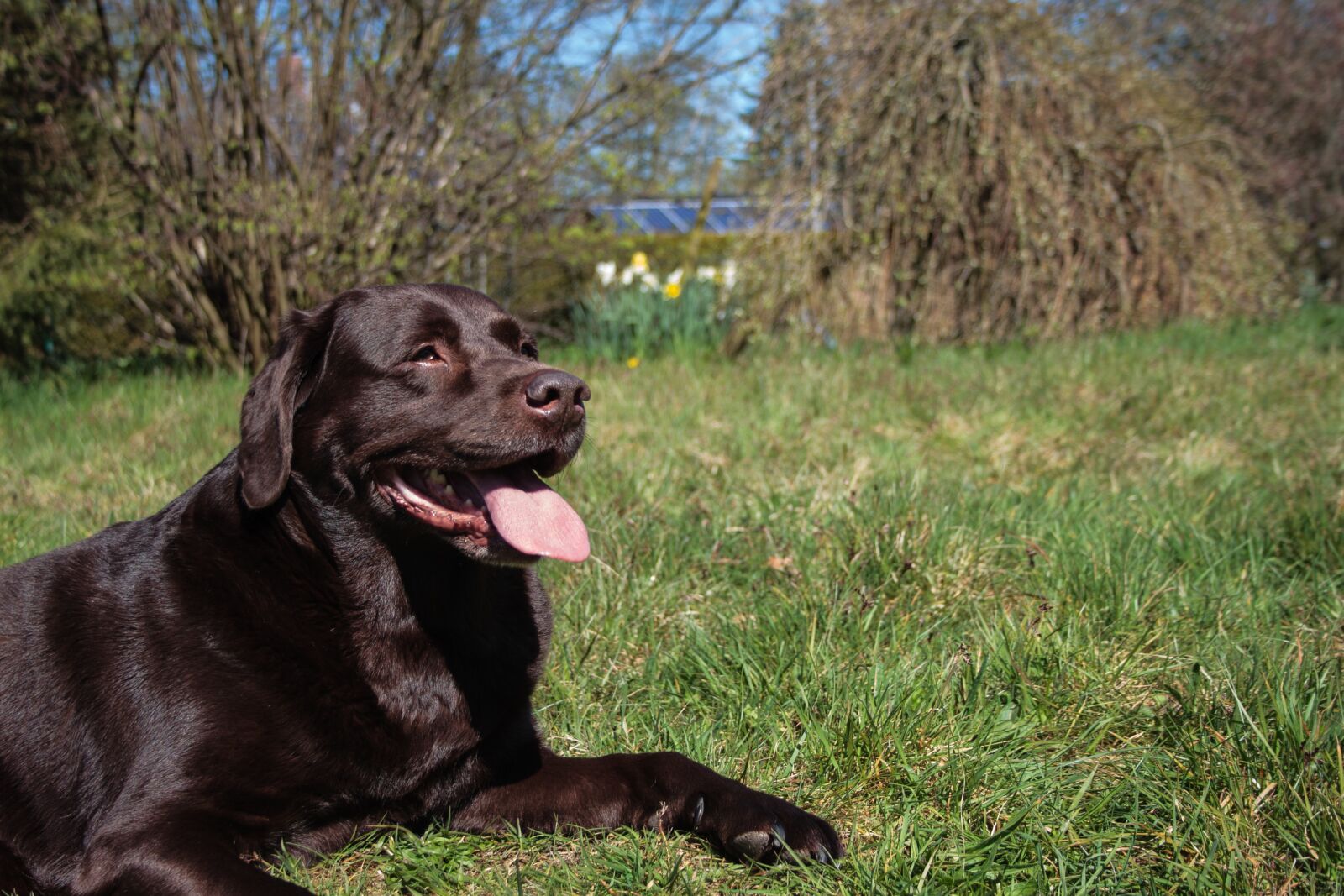 Canon EF-S 18-55mm F3.5-5.6 II sample photo. Dog, labrador - retriver photography