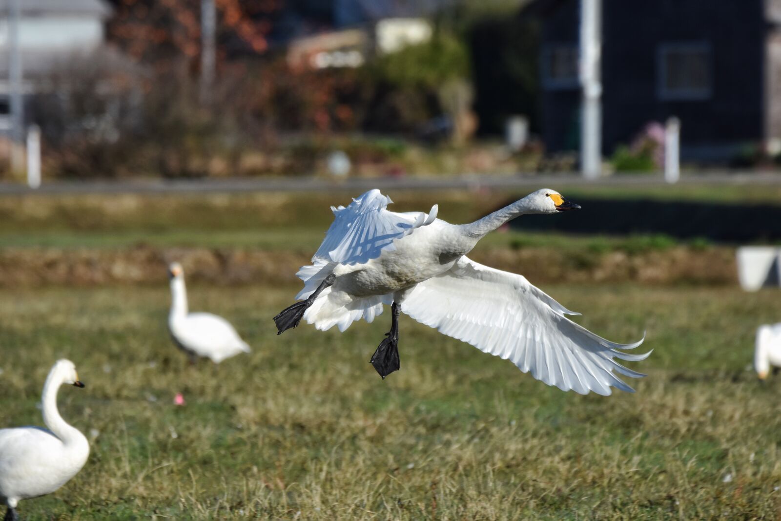 Nikon D7200 sample photo. Animal, paddy field, bird photography