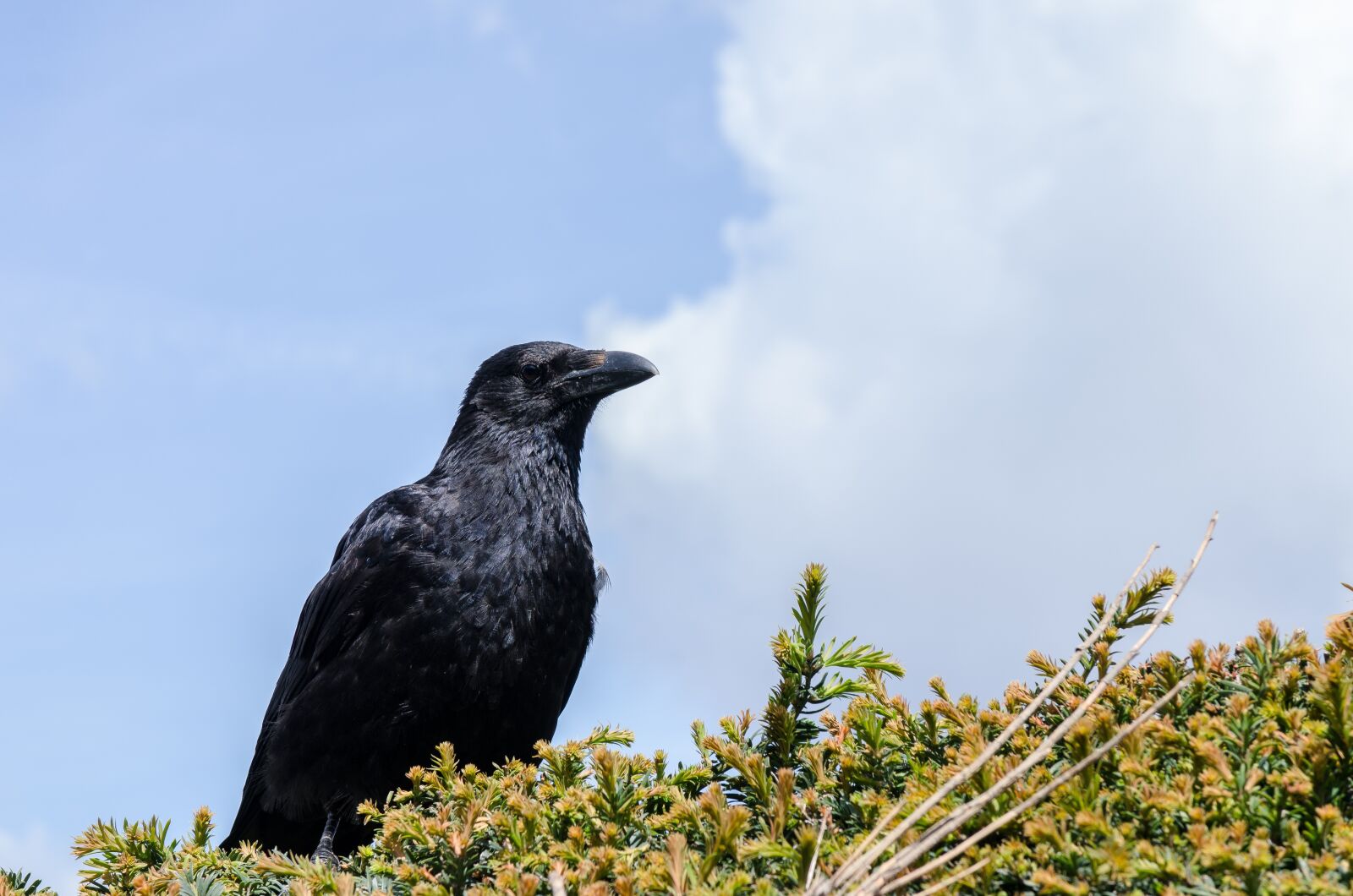 Nikon D7000 sample photo. Bird picture, corneille, plumage photography