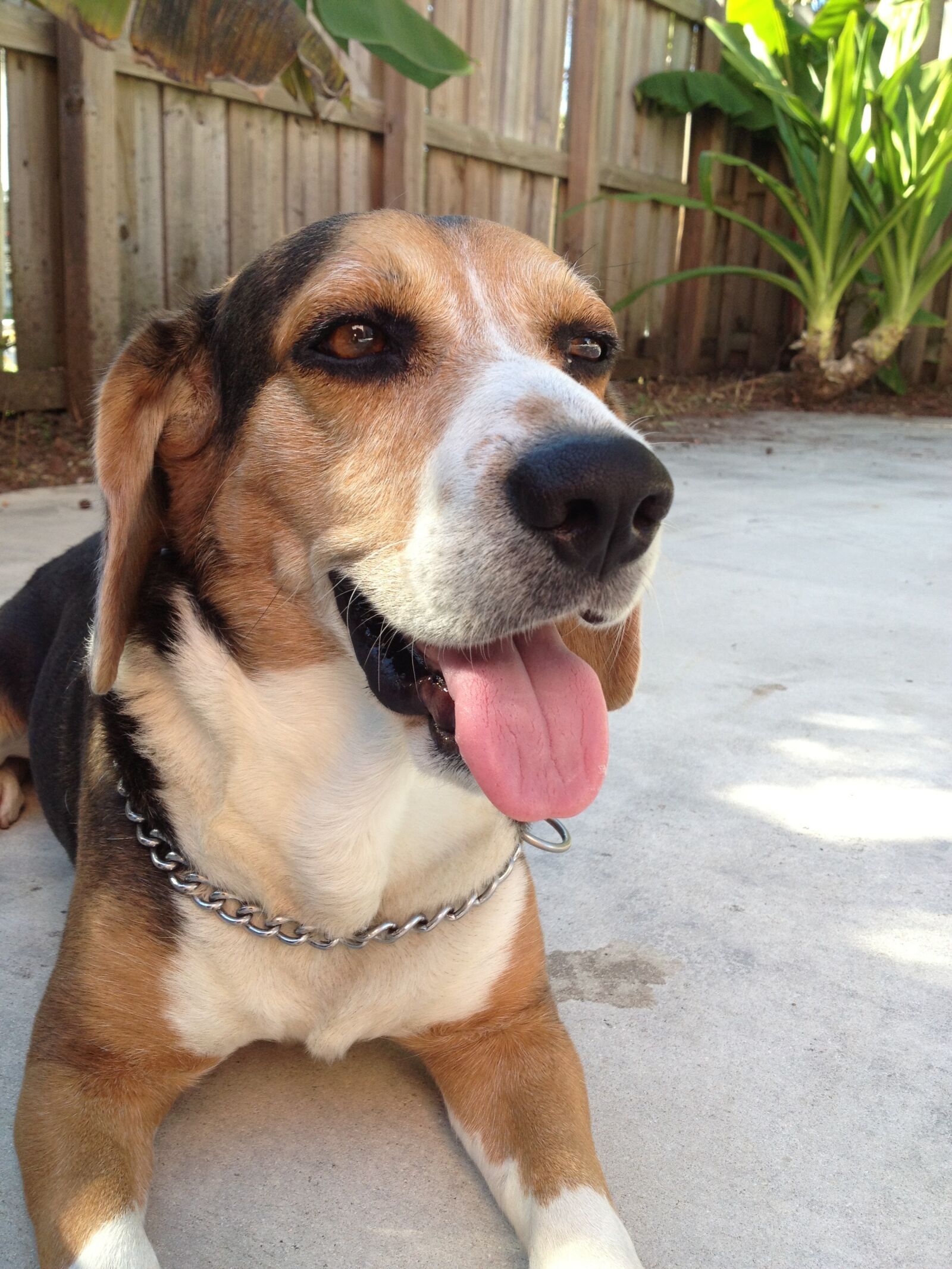 Apple iPhone 4S sample photo. Dog, beagle, cute photography